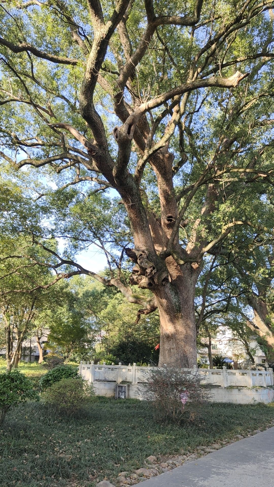 旸府古樟旅行图片 1
