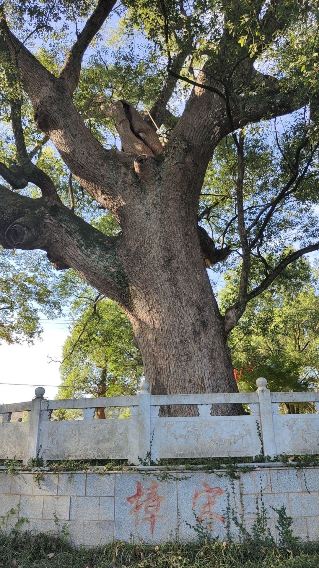 旸府古樟旅行图片 3