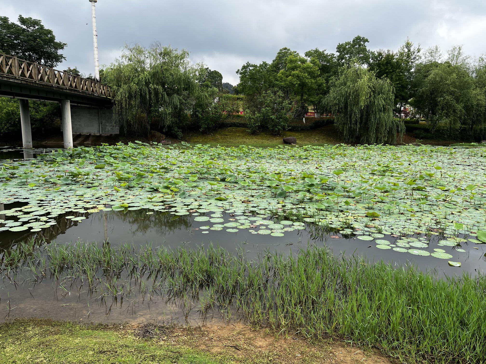 如意湖公园旅行图片 3