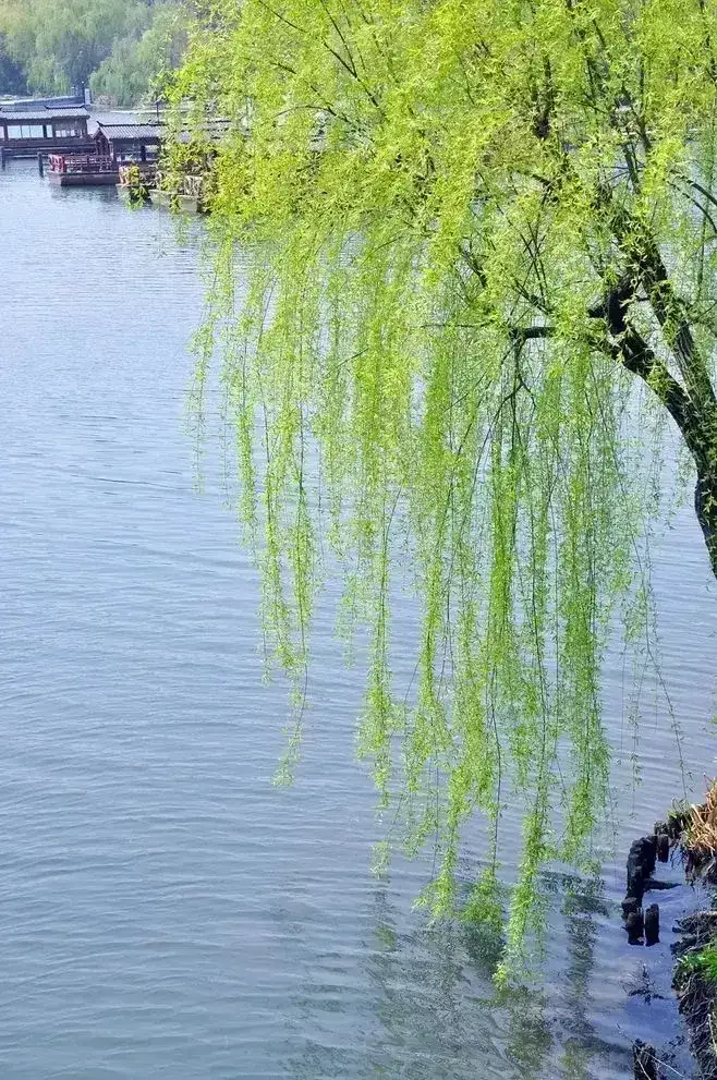 人民公园旅行图片 3