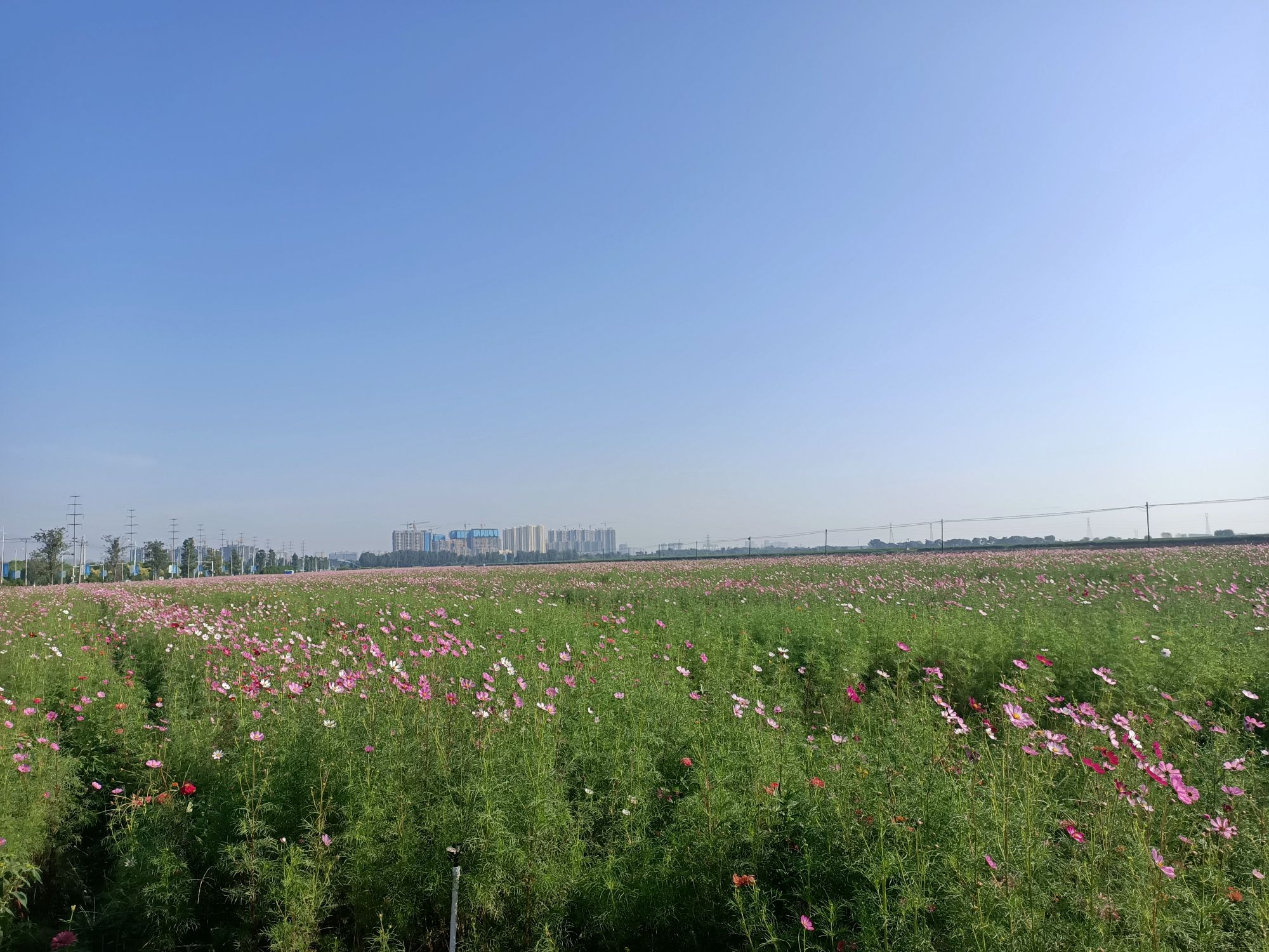 大地花海旅行图片 3