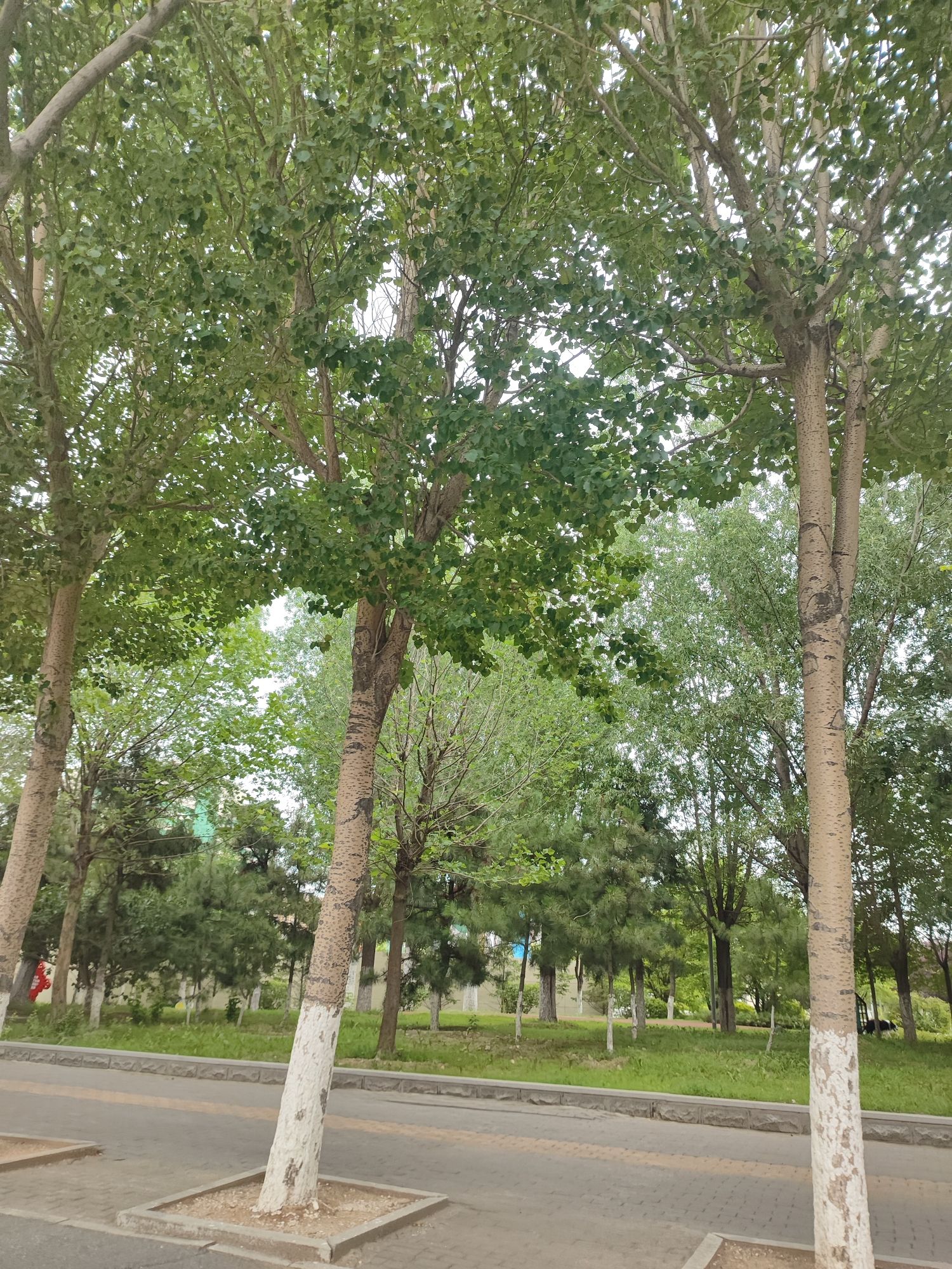 盘锦体育公园旅行图片 1