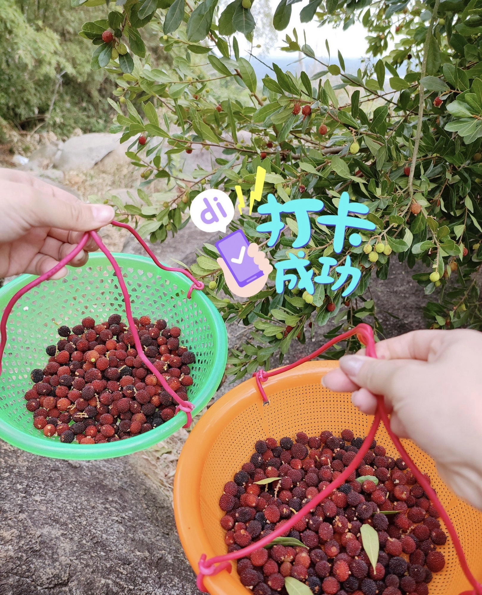 那雾山森林公园旅行图片 3