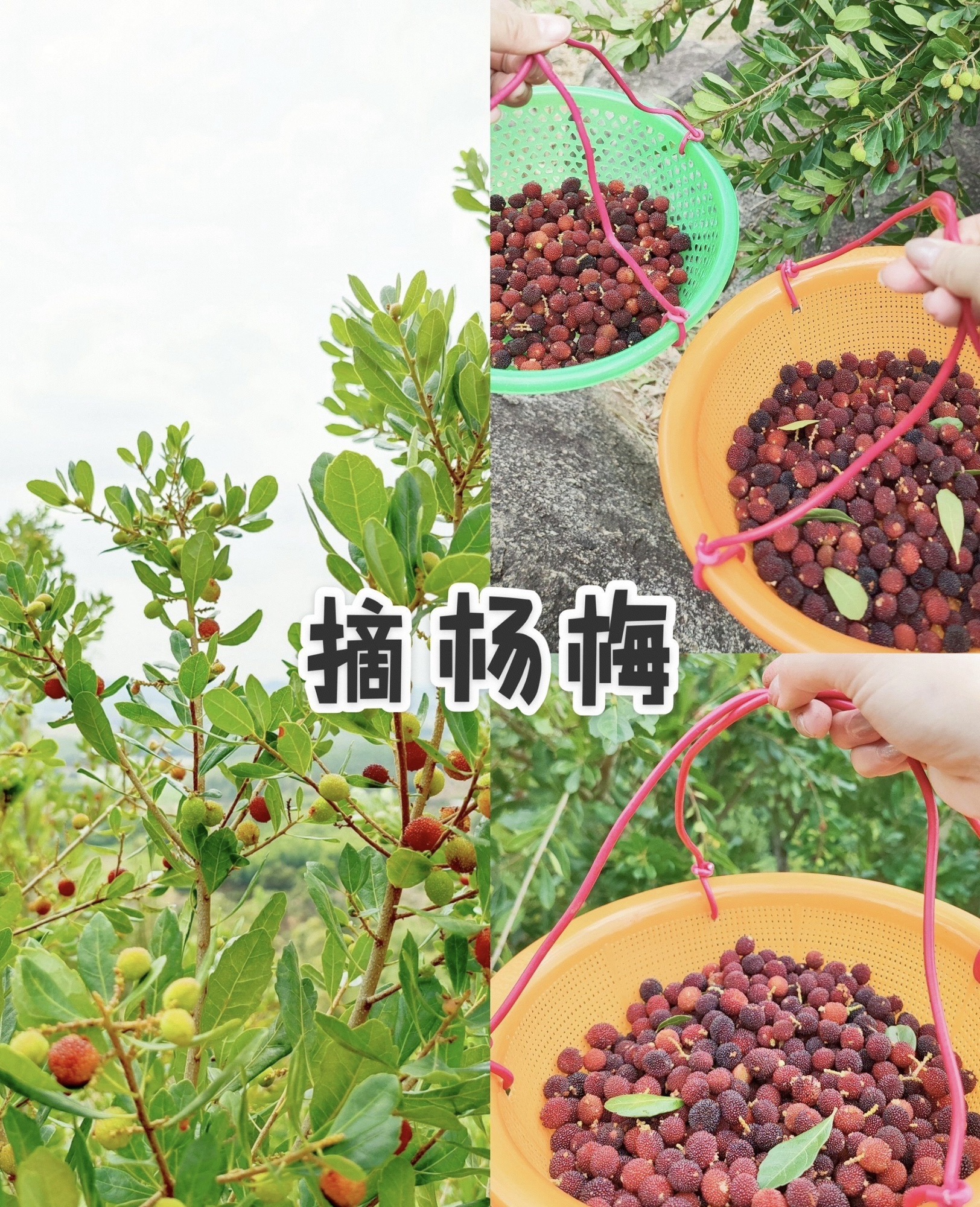 那雾山森林公园旅行图片 2