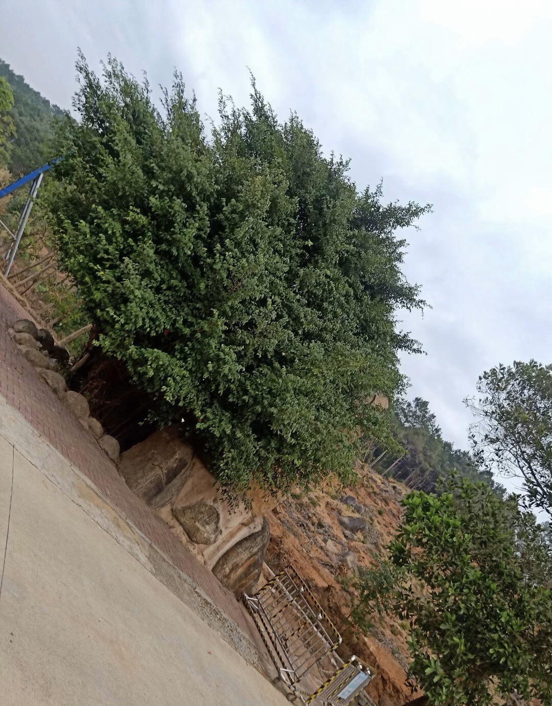 那雾山森林公园旅行图片 2