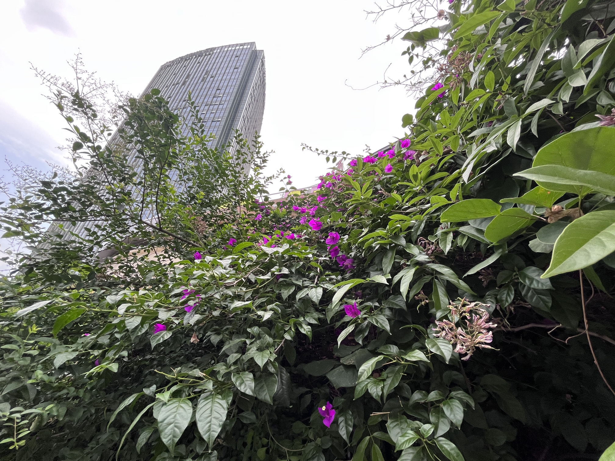 紫荆花公园旅行图片 3