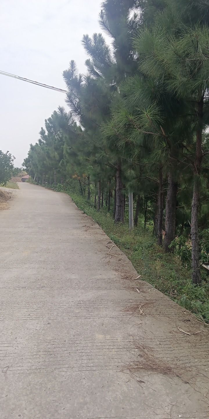 白云山旅行图片 1