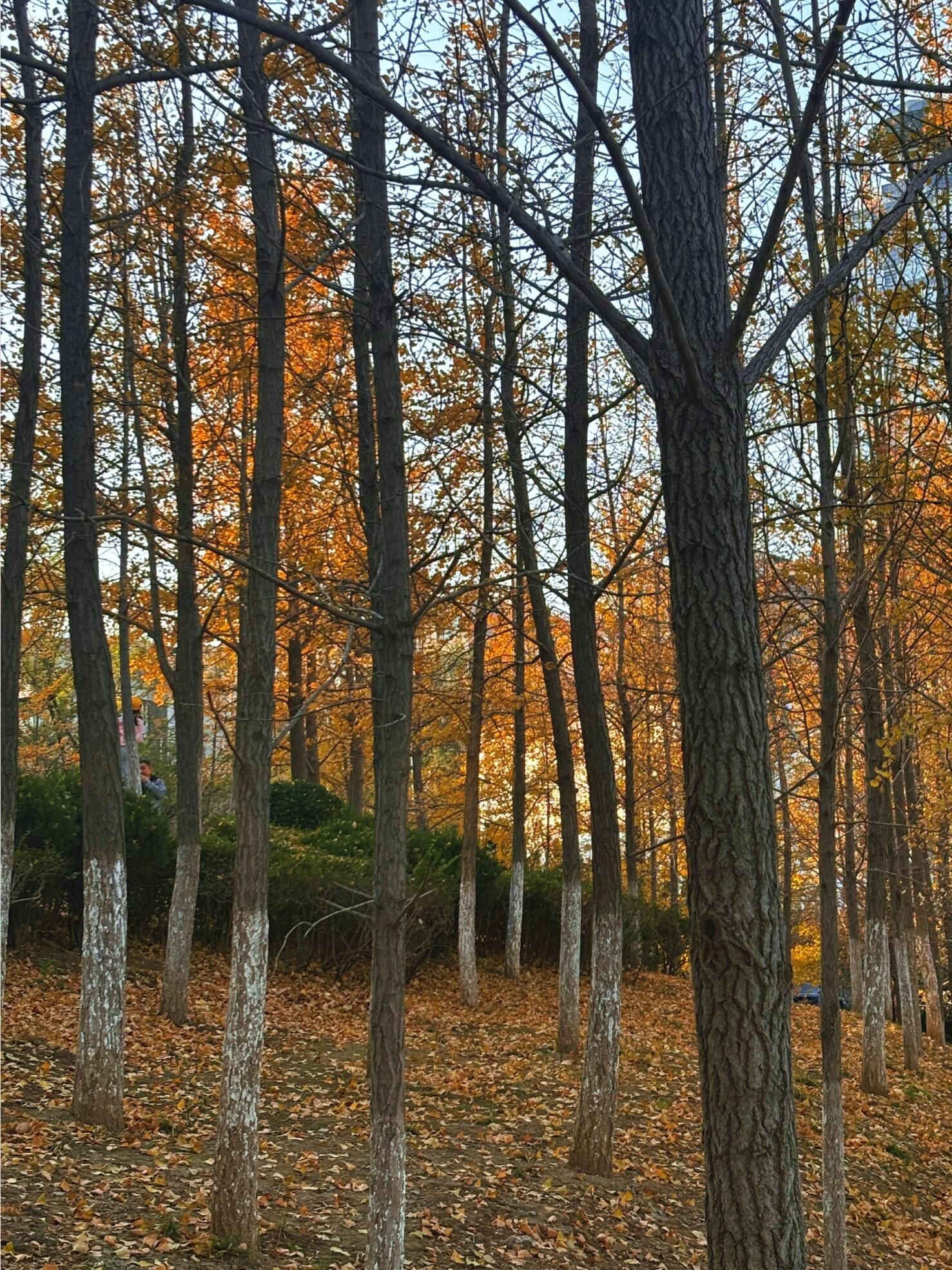 火炬体育公园旅行图片 3