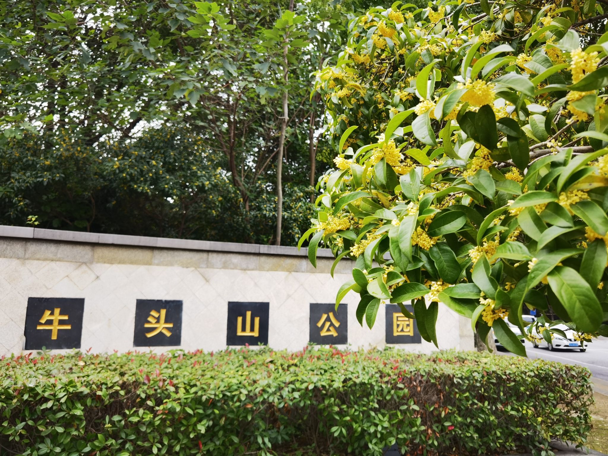 小牛头山公园旅行图片 1