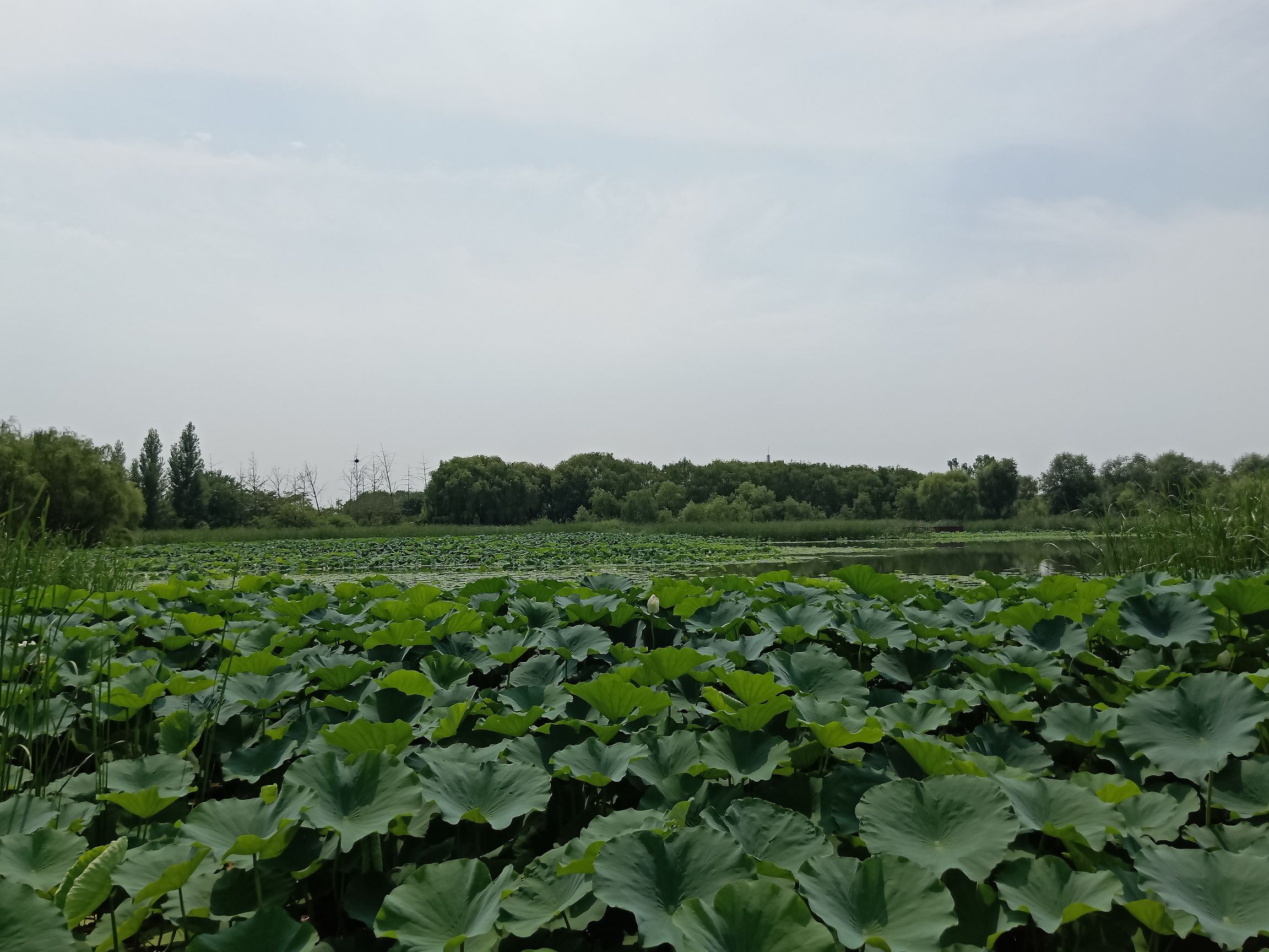 天鹅湖温泉国际慢城旅行图片 3