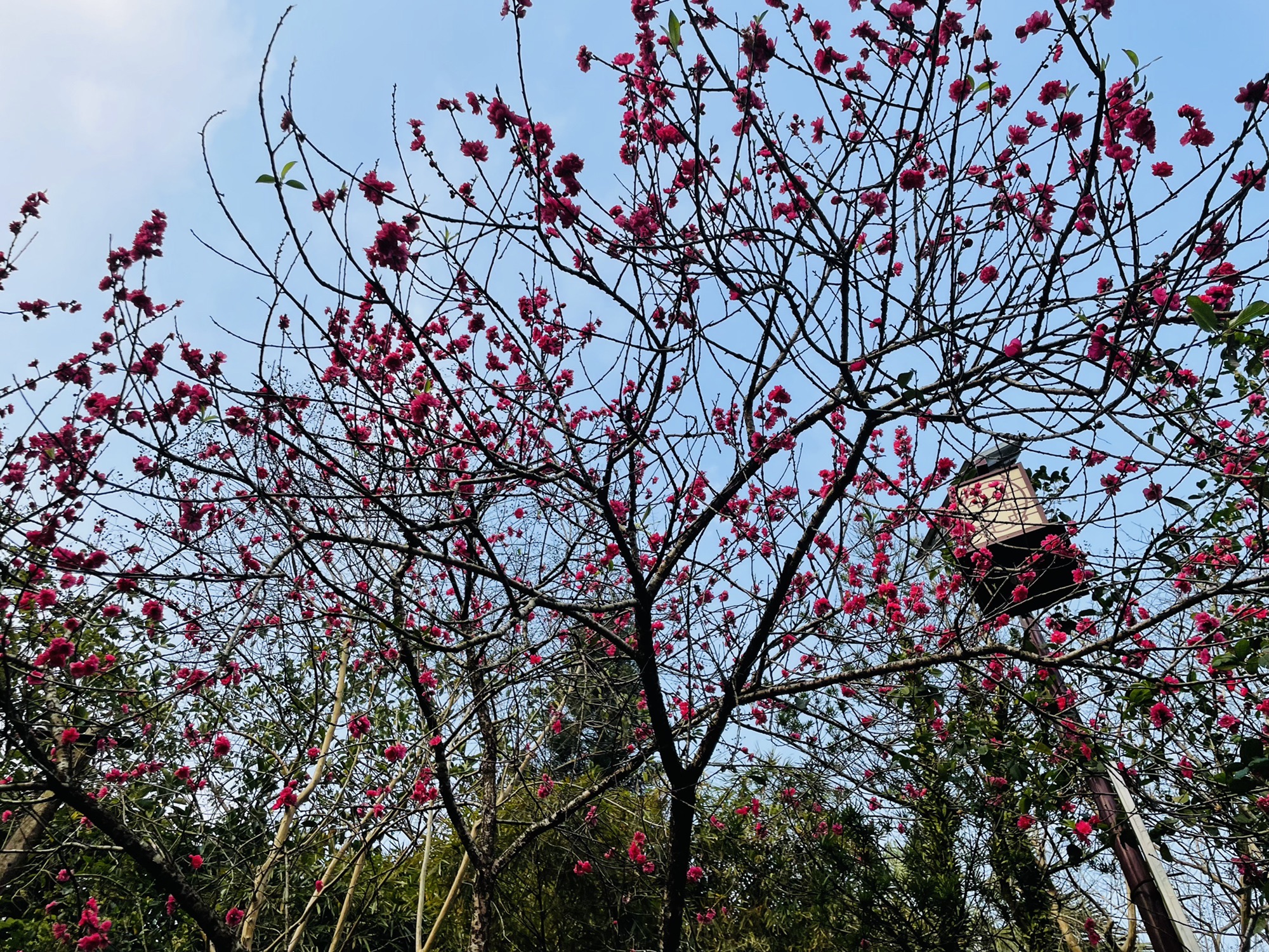 广西六万大山森林公园旅行图片 1