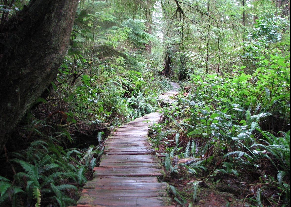 广西六万大山森林公园旅行图片 1