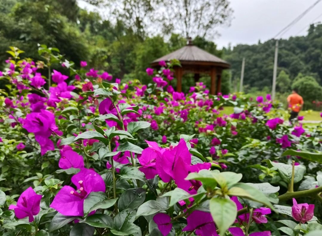广西六万大山森林公园旅行图片 1