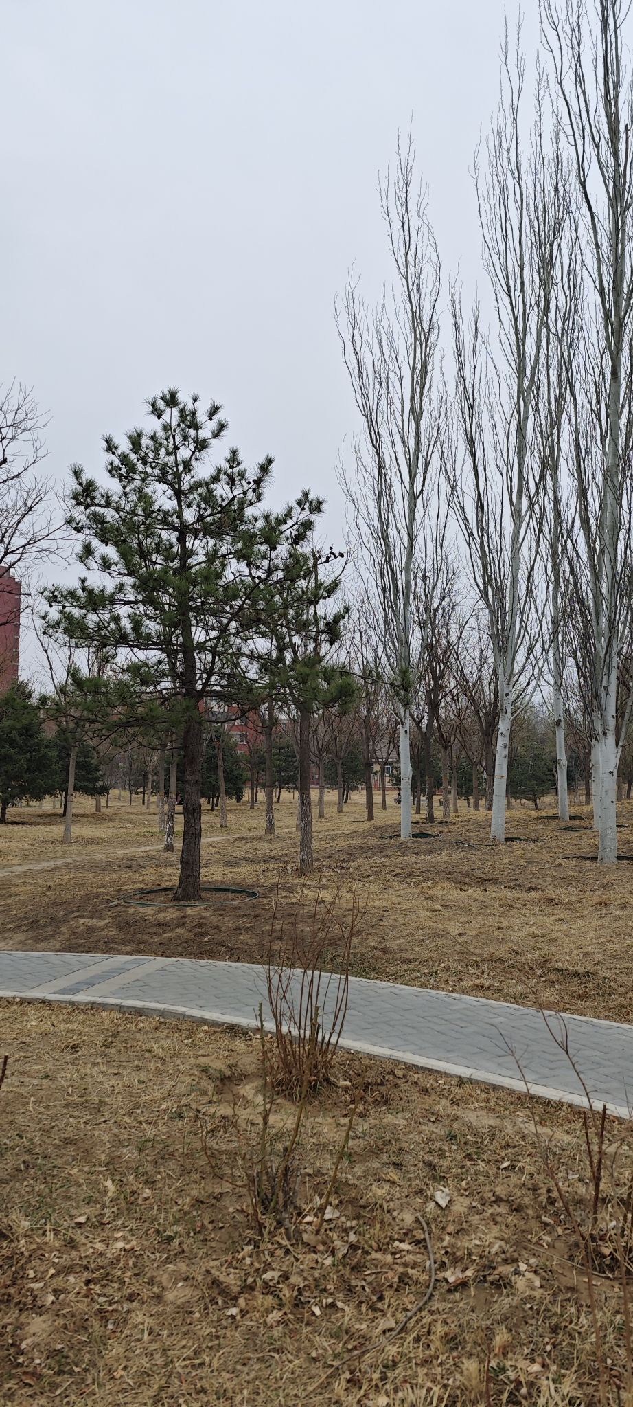三营门公园旅行图片 2