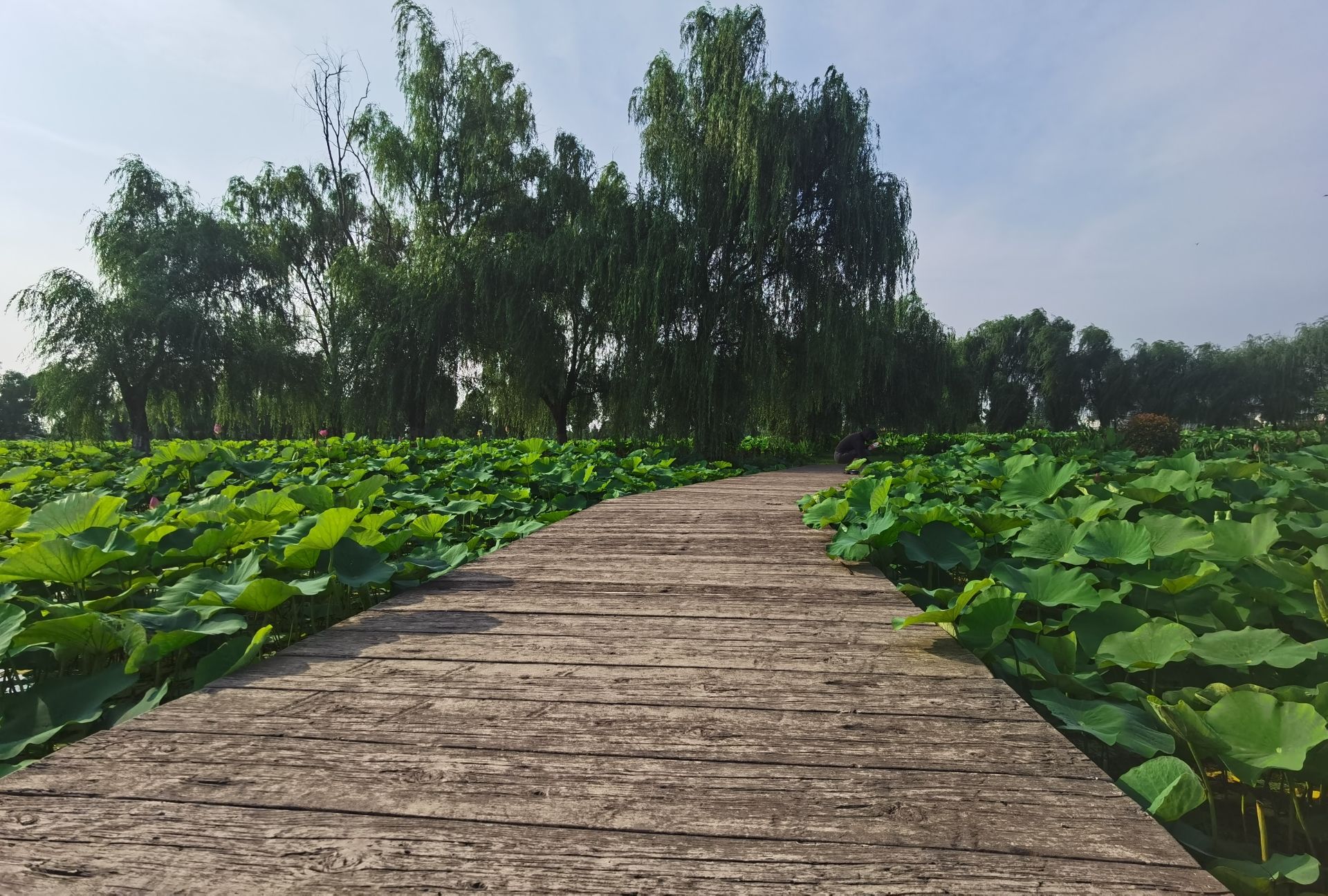 八字桥湿地旅行图片 3