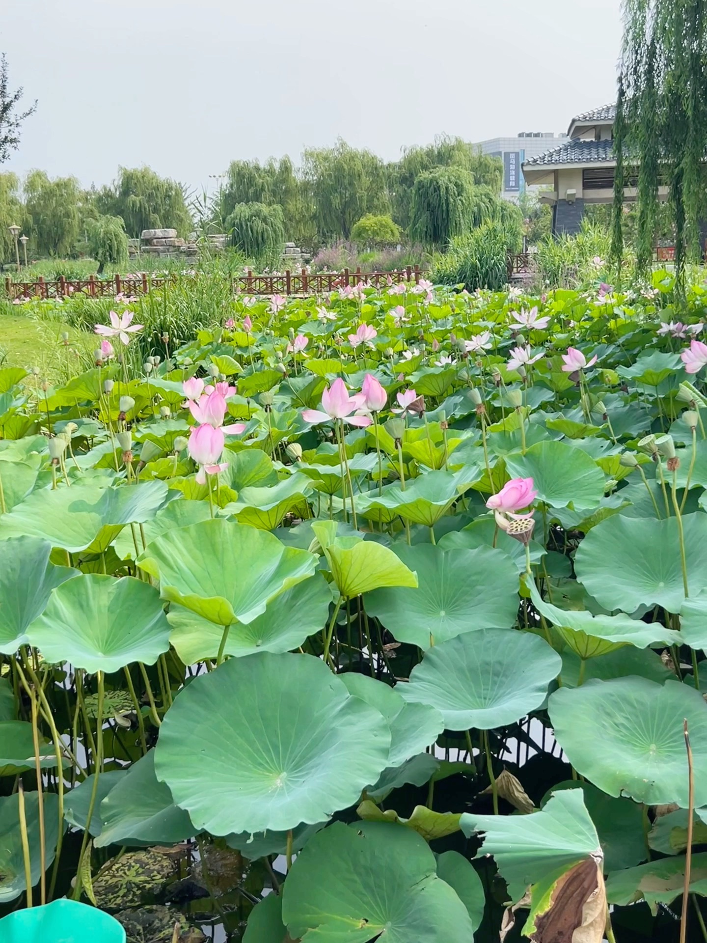 莒州同心公园旅行图片 1