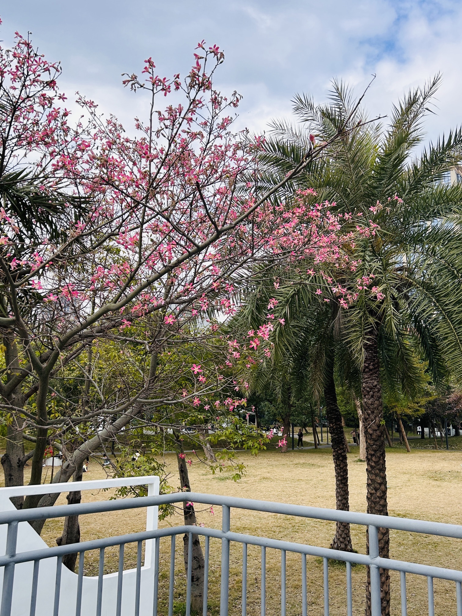 青口镇中央公园旅行图片 1