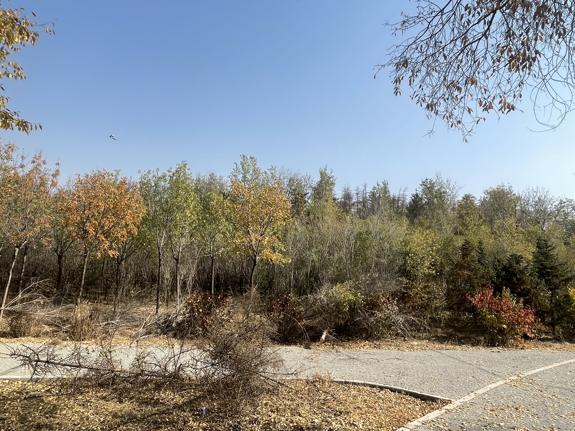 高勒其公园旅行图片 1