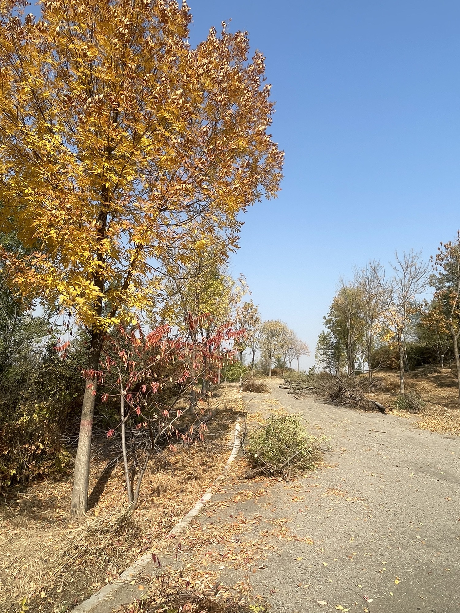 高勒其公园旅行图片 2