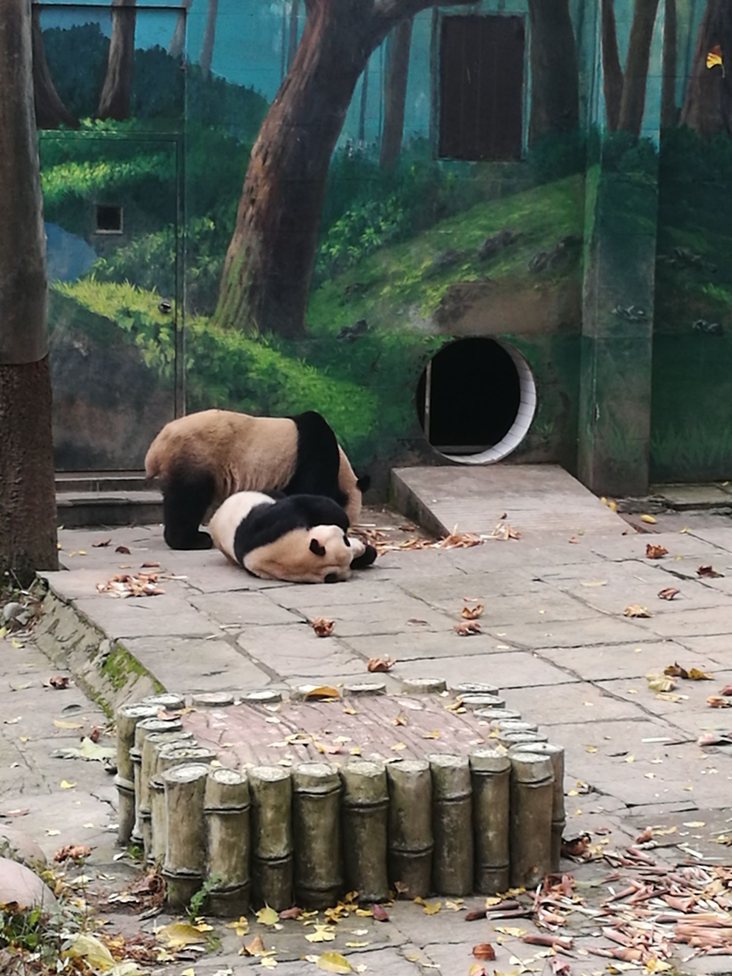 熊猫绿岛公园旅行图片 1