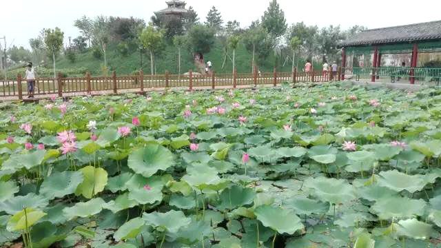 无极县民俗公园旅行图片 2