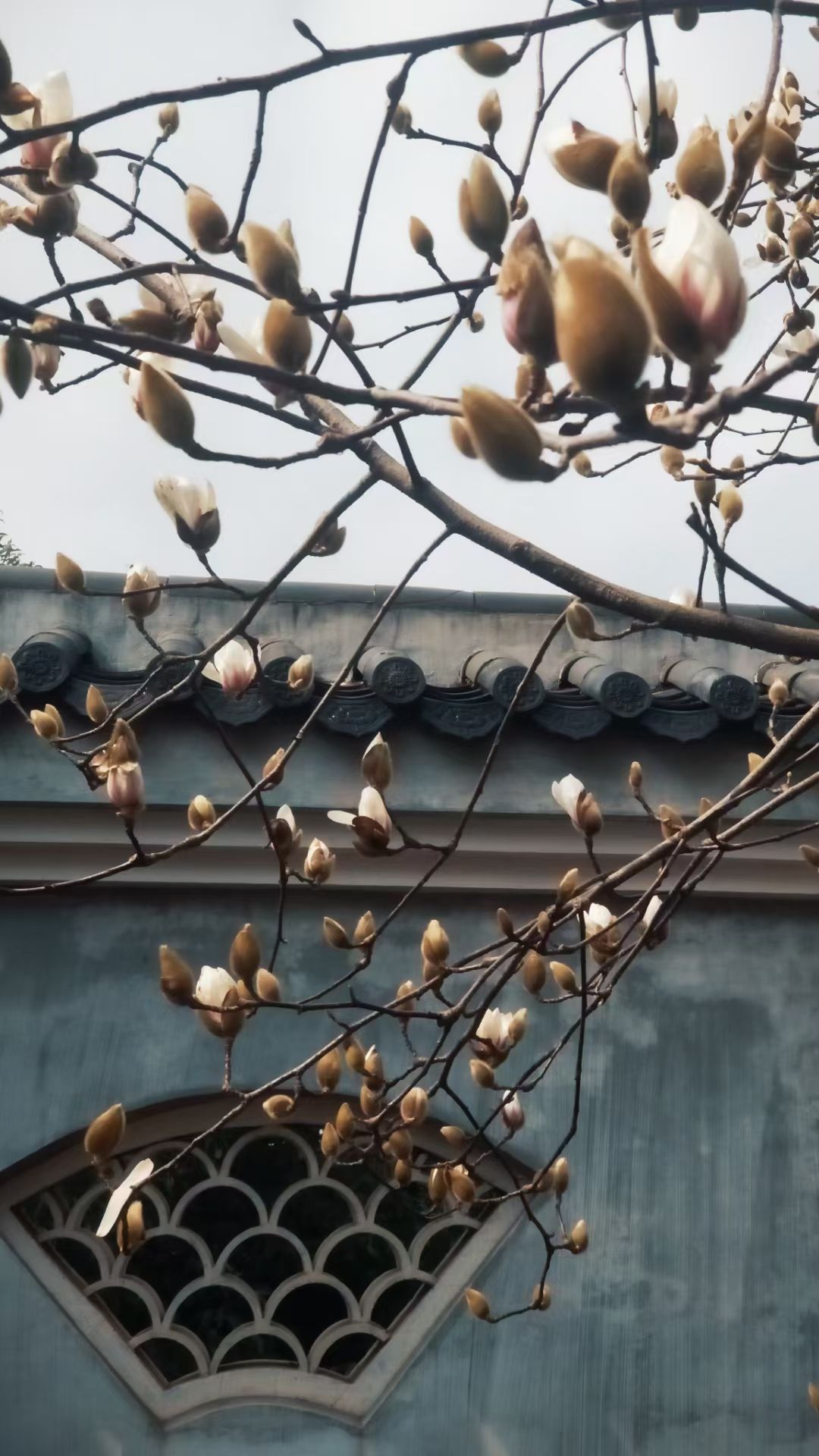 赤松观旅行图片 2
