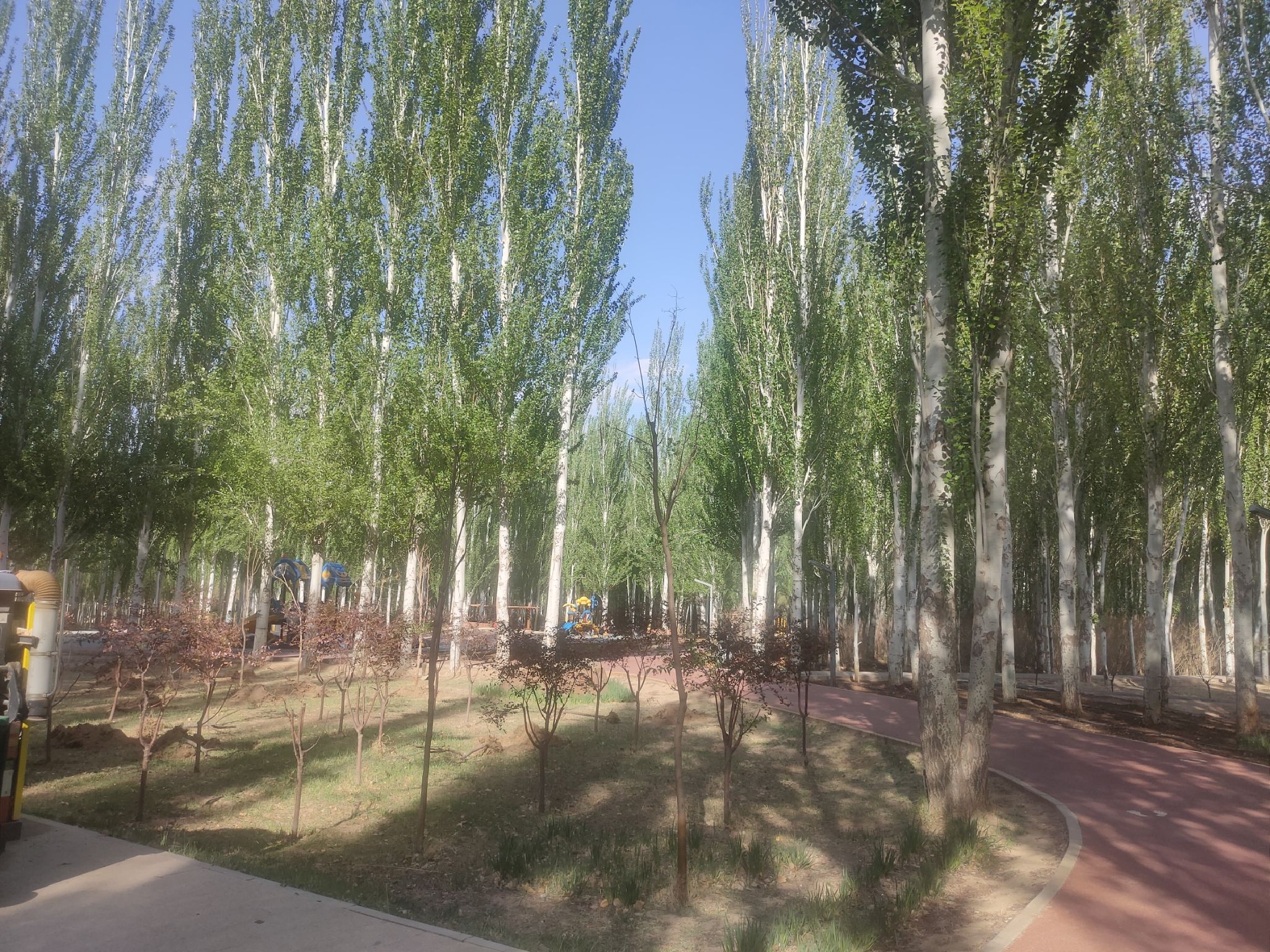临河区植物园旅行图片 1