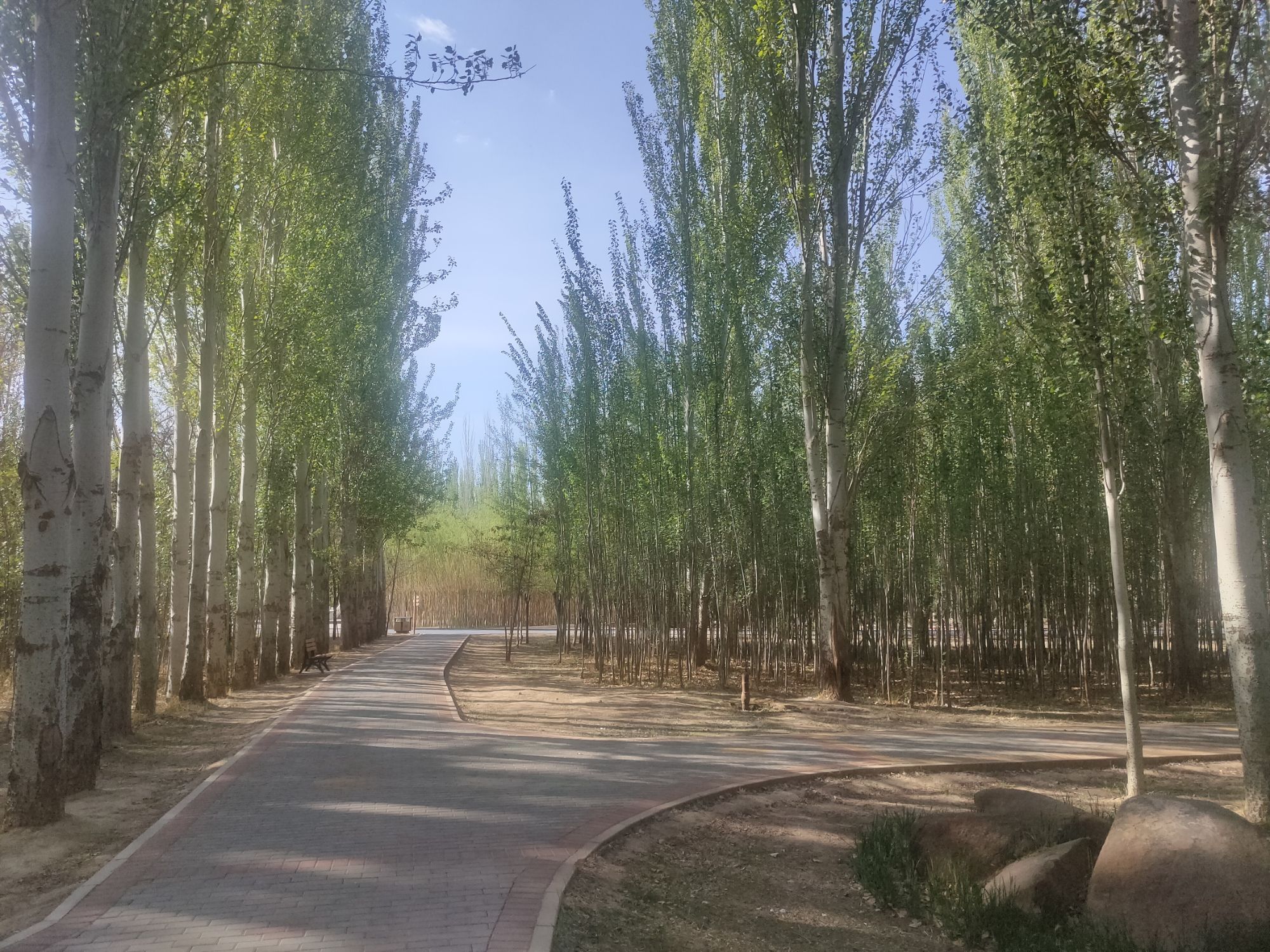 临河区植物园旅行图片 3