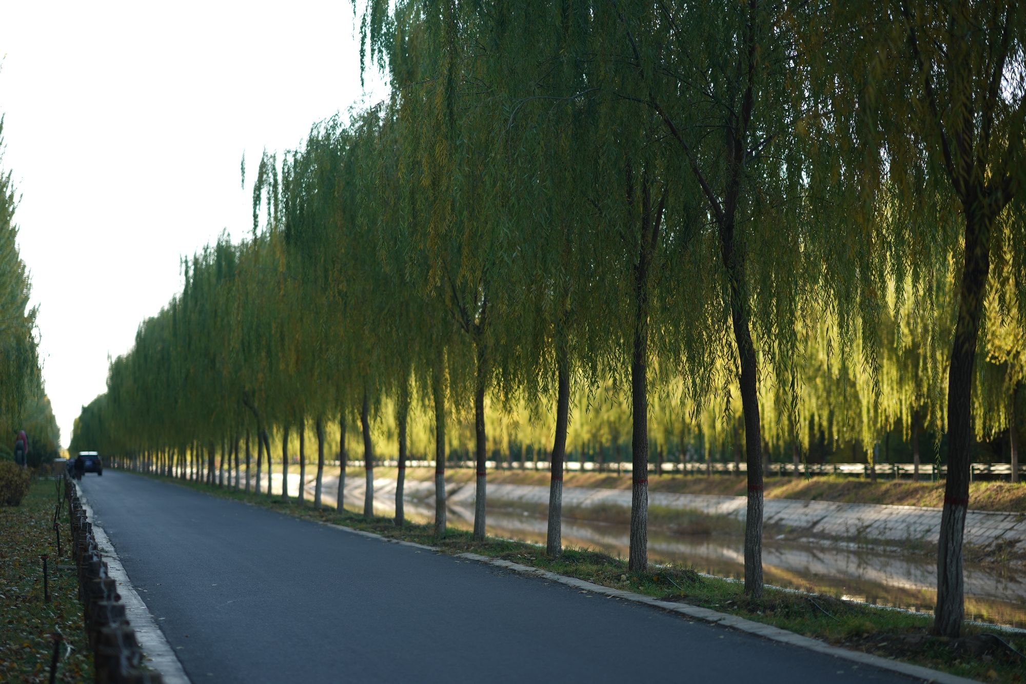 临河区植物园旅行图片 2