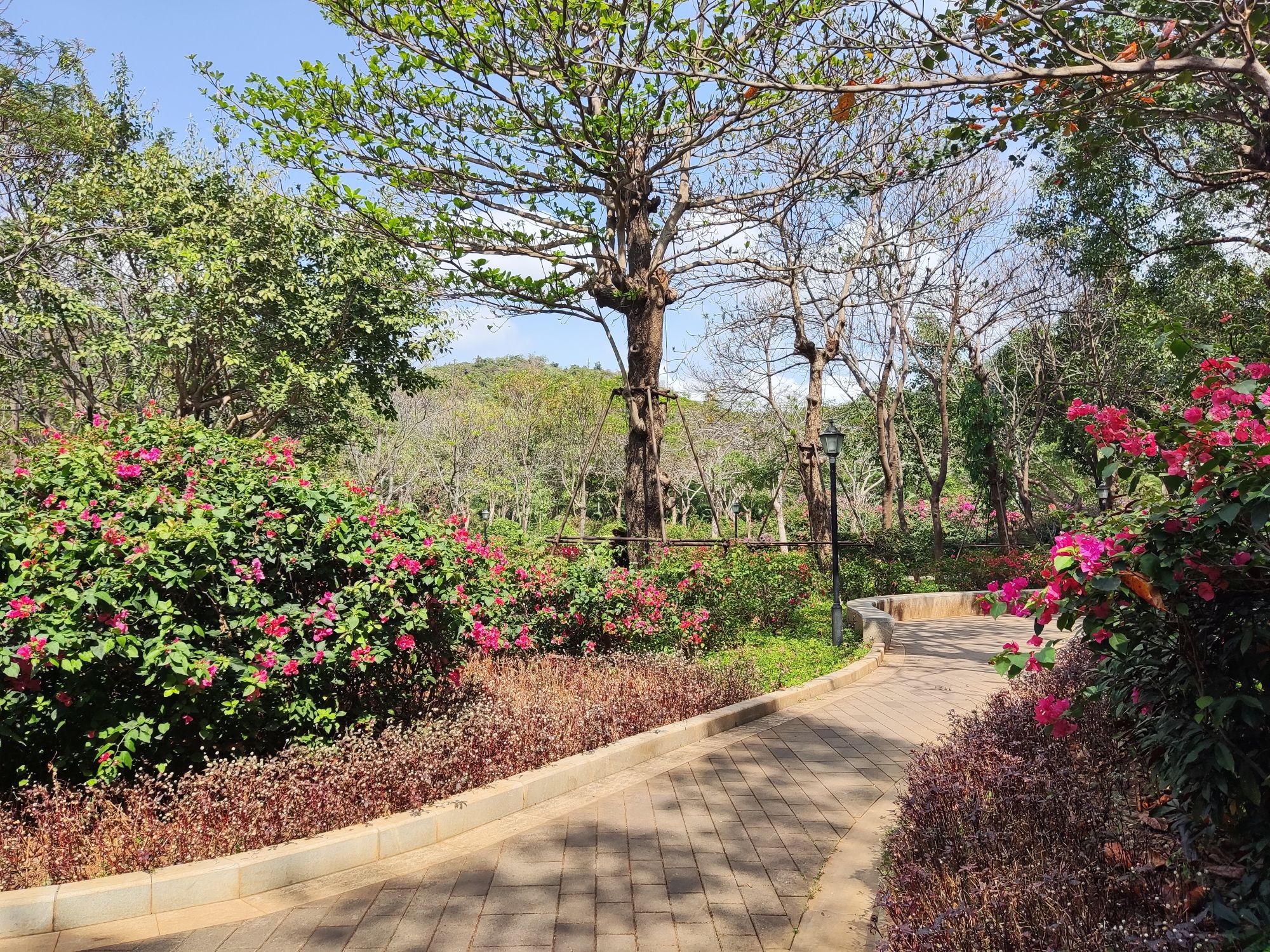 名花公园旅行图片 1