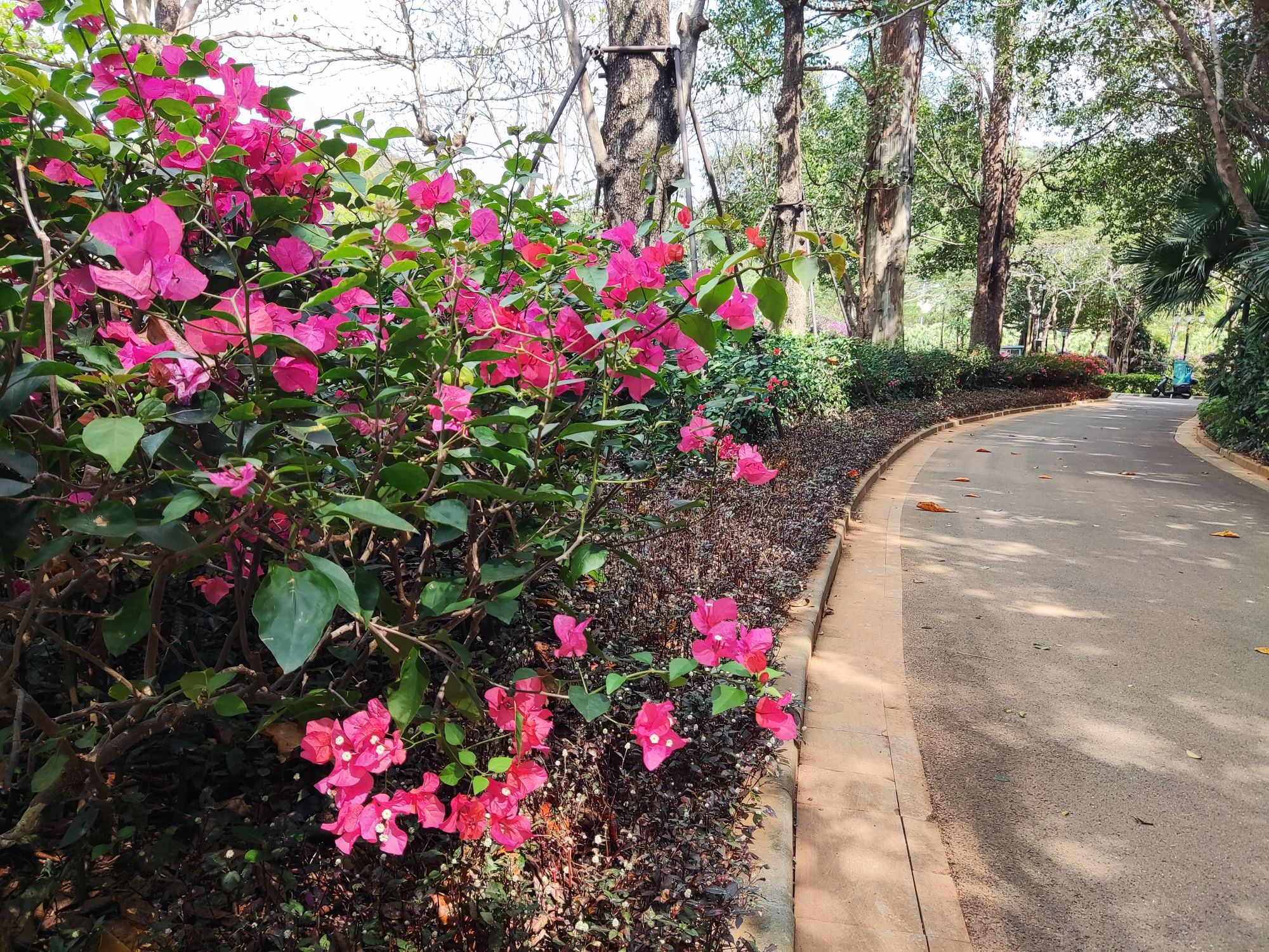 名花公园旅行图片 2