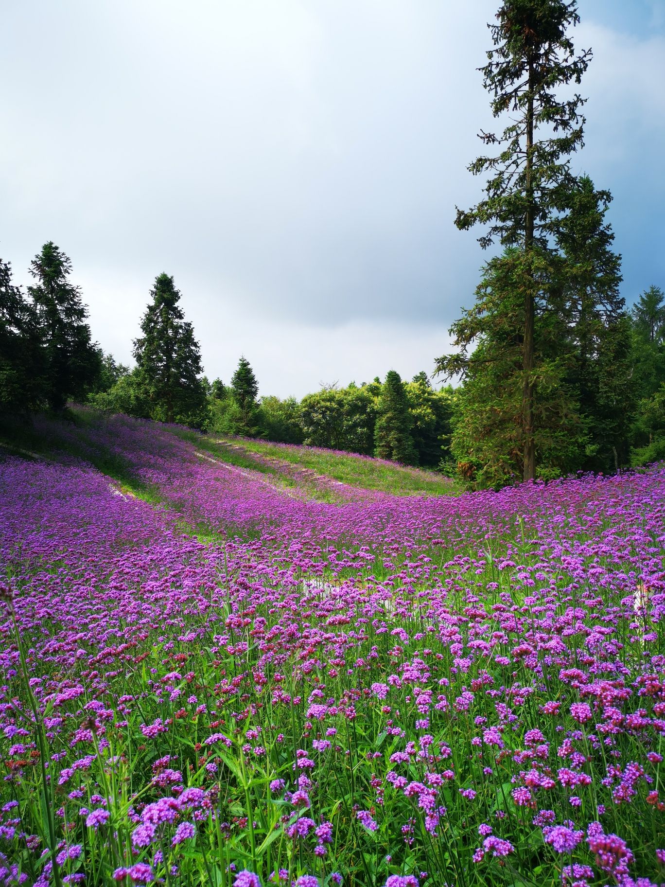 铁厂荒国家森林公园