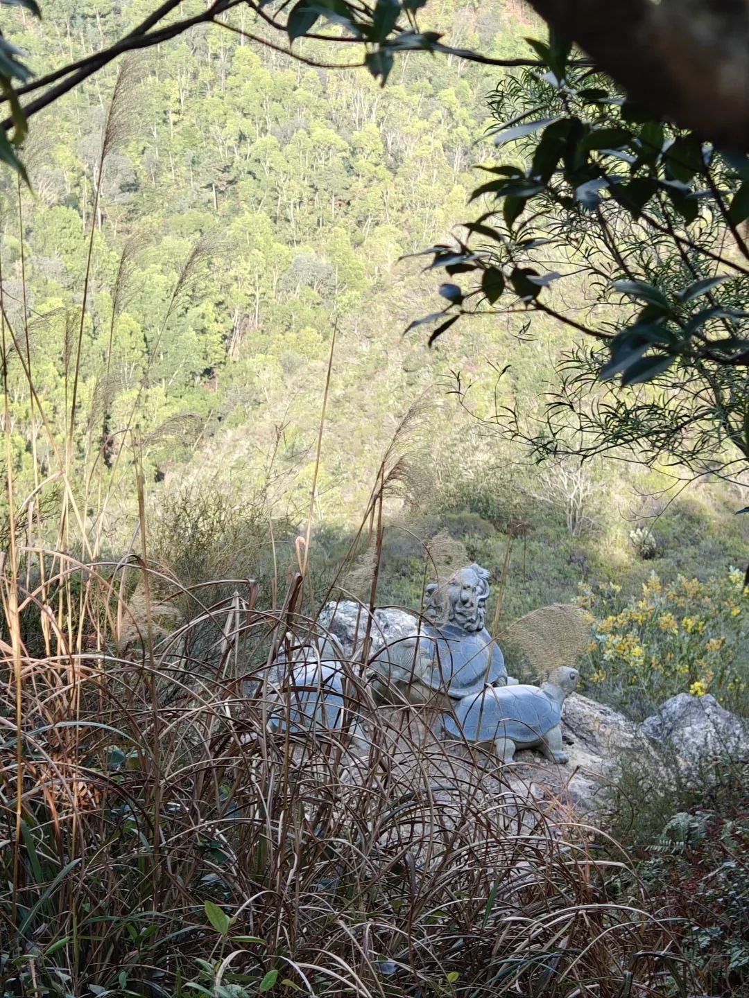 大面岭旅行图片 3