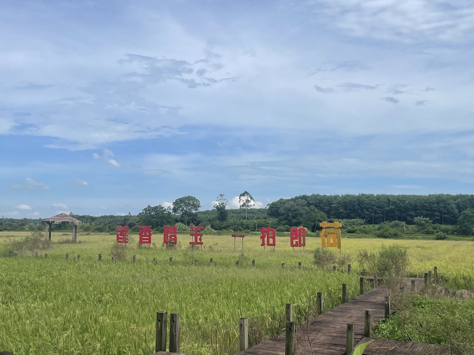 金波荷花基地