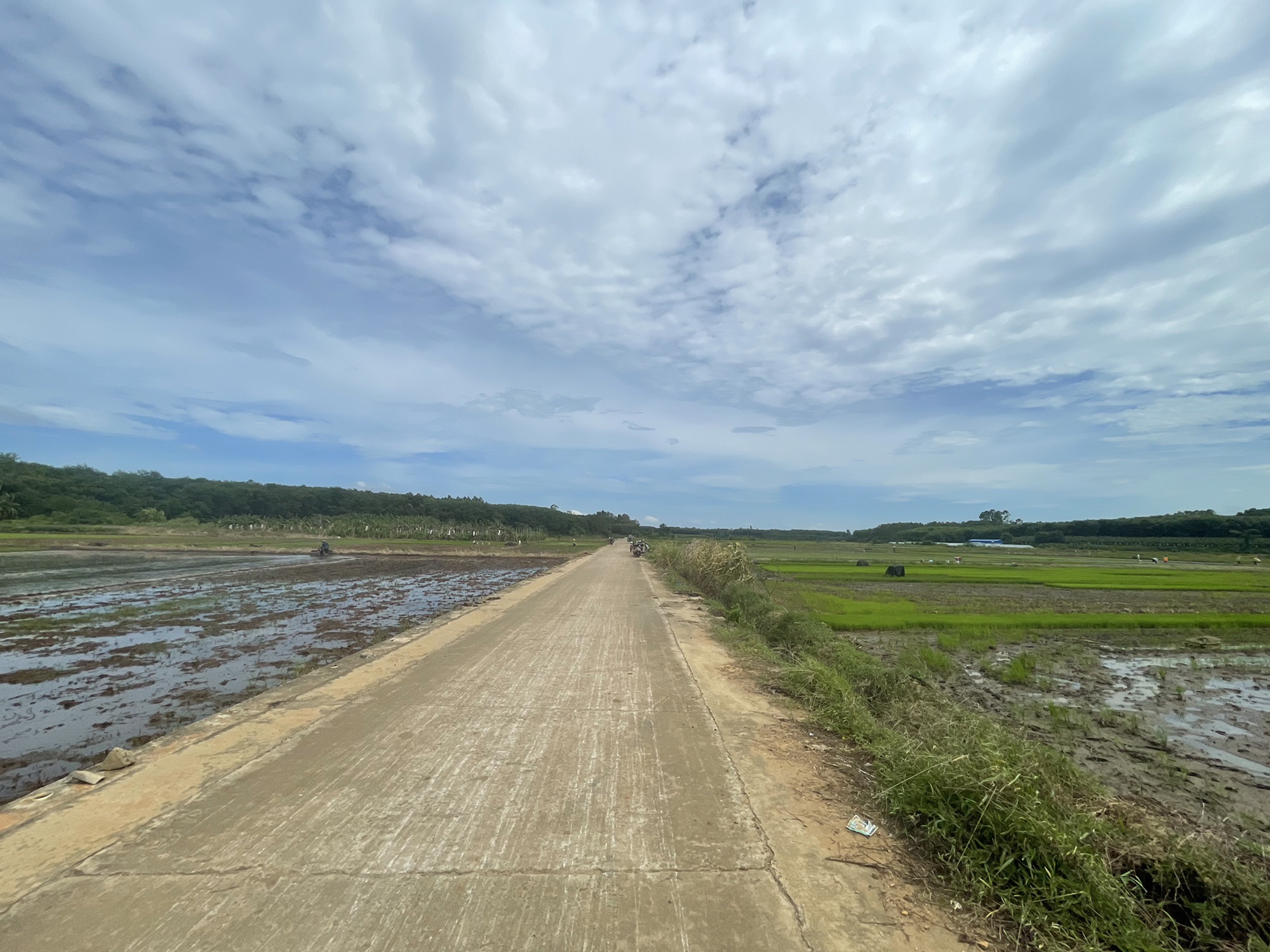 金波荷花基地