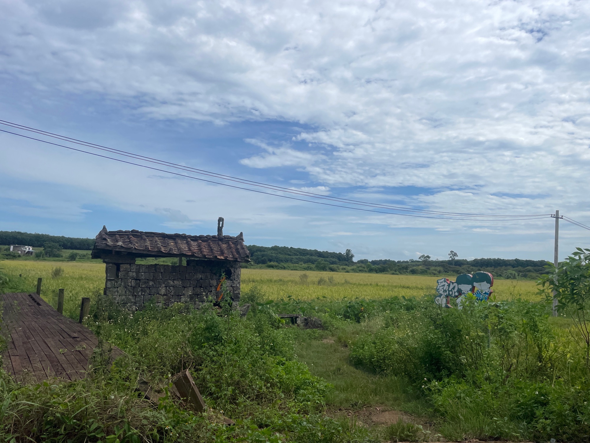 金波荷花基地