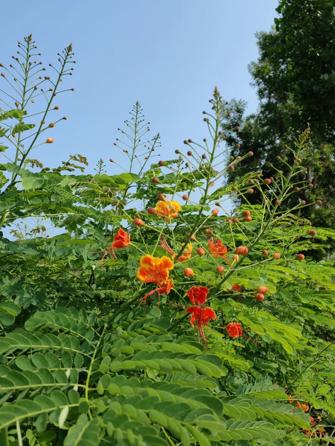 广西北海滨海国家湿地公园旅行图片 2