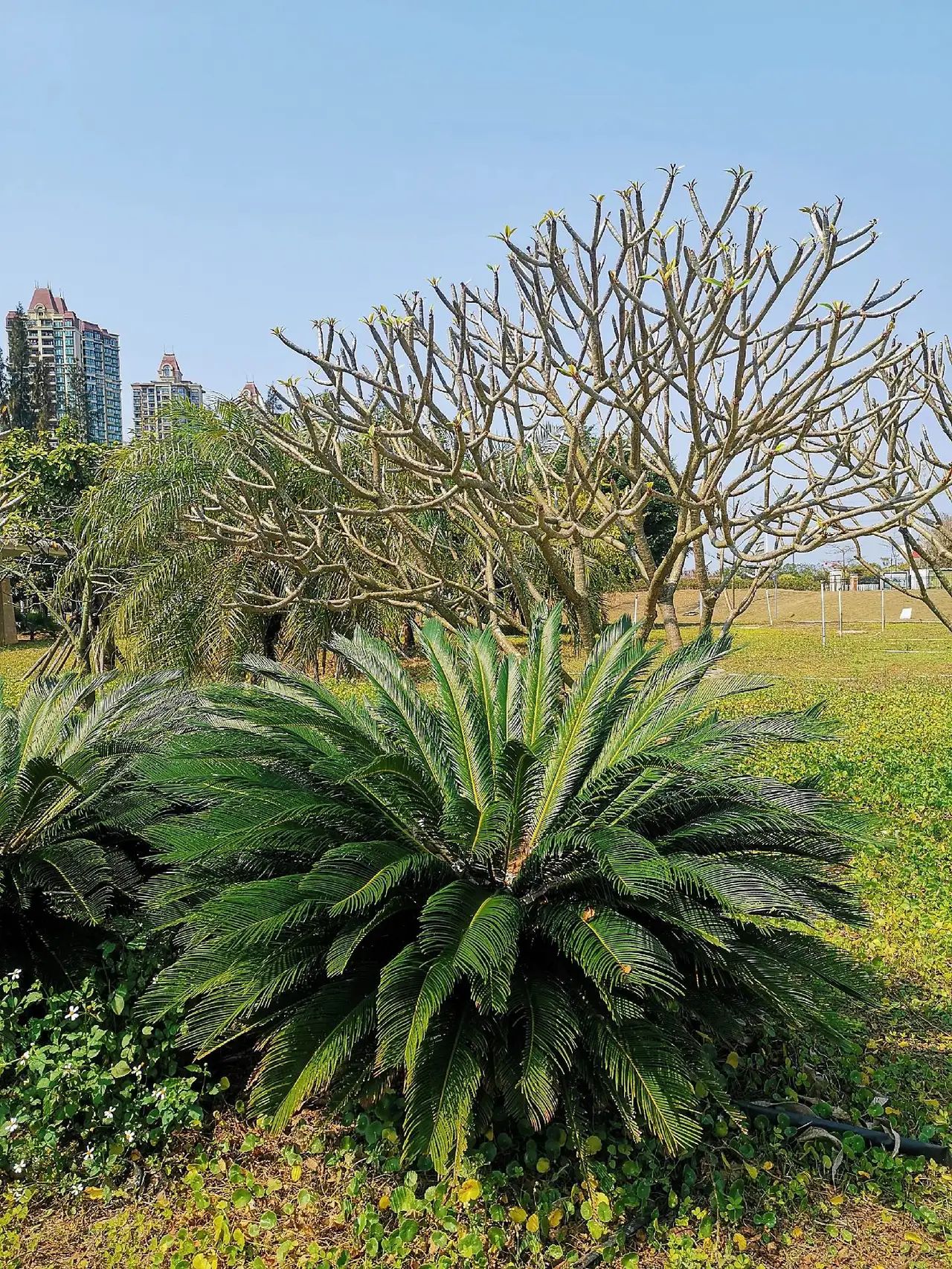 广西北海滨海国家湿地公园旅行图片 1