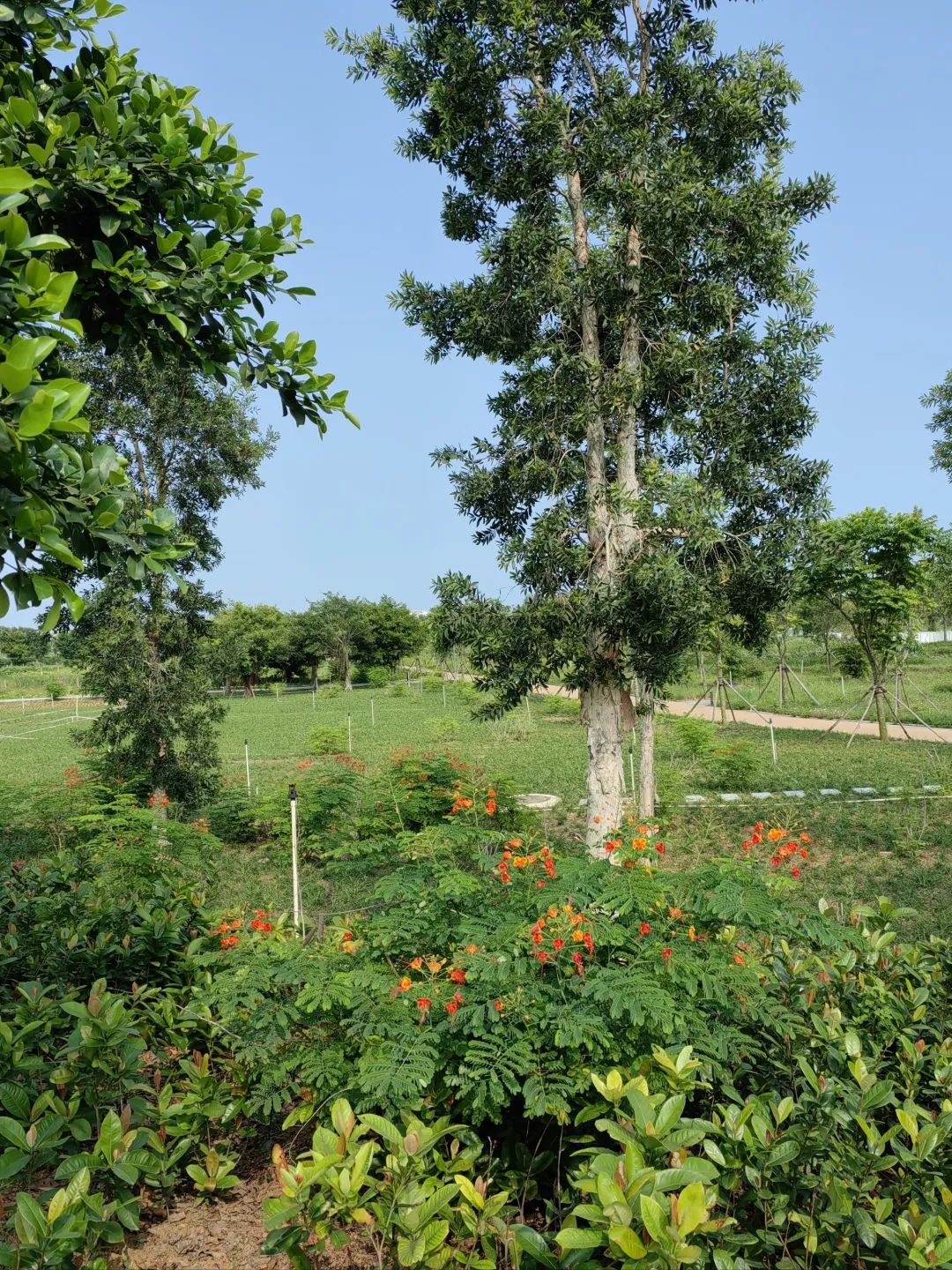 广西北海滨海国家湿地公园旅行图片 3