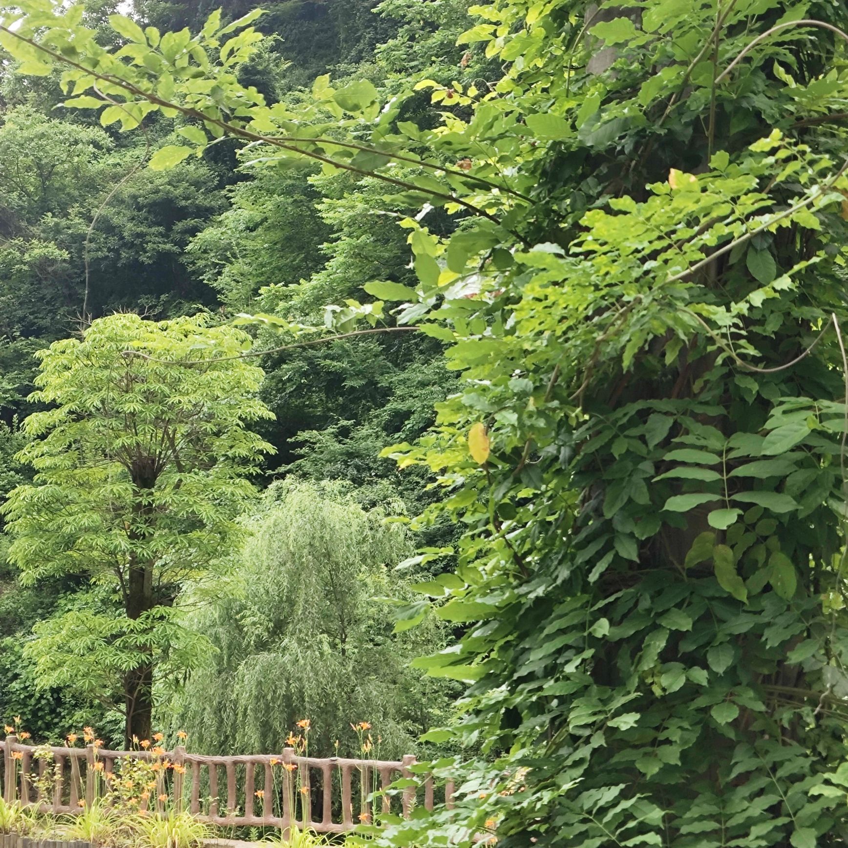 神道谷旅行图片 3