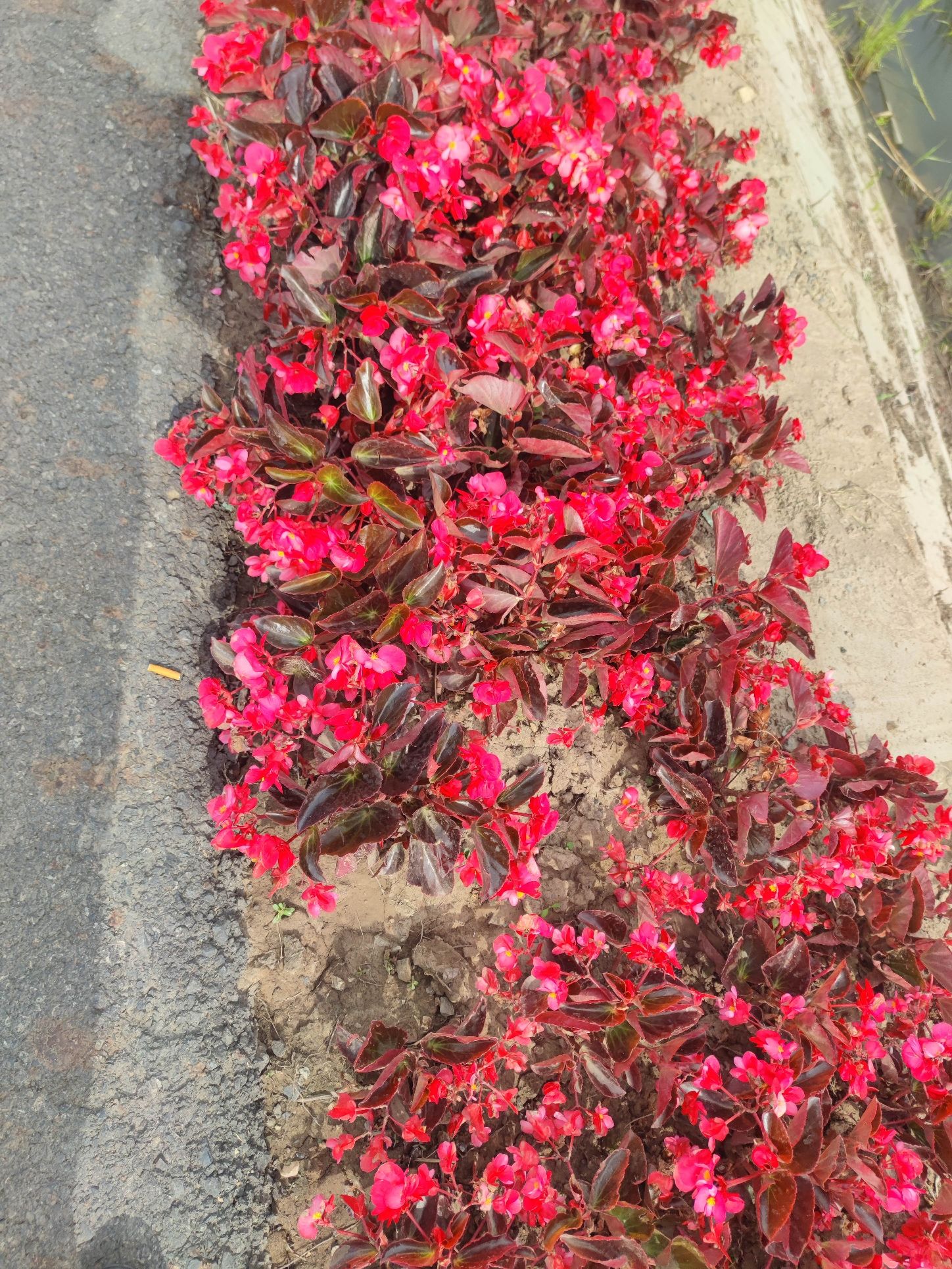 万亩水稻公园旅行图片 3