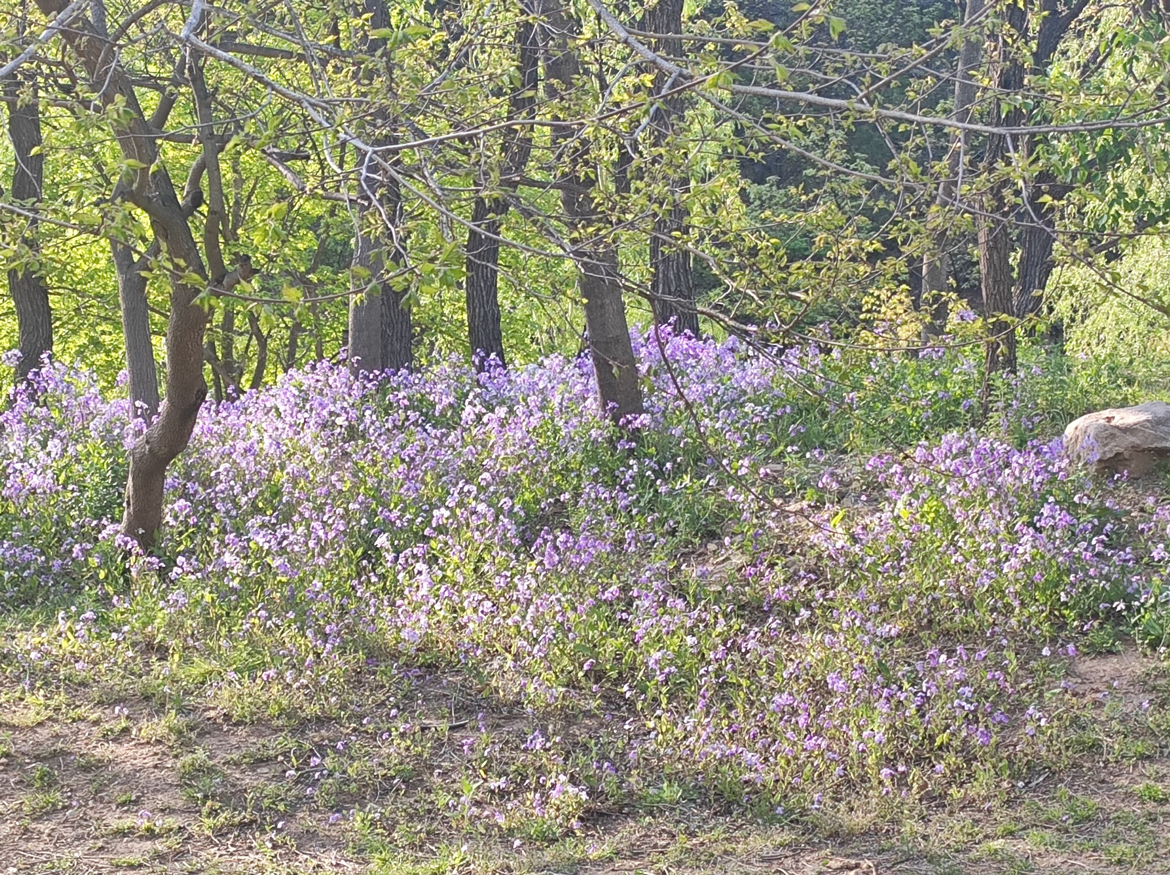 大连横山公园旅行图片 1