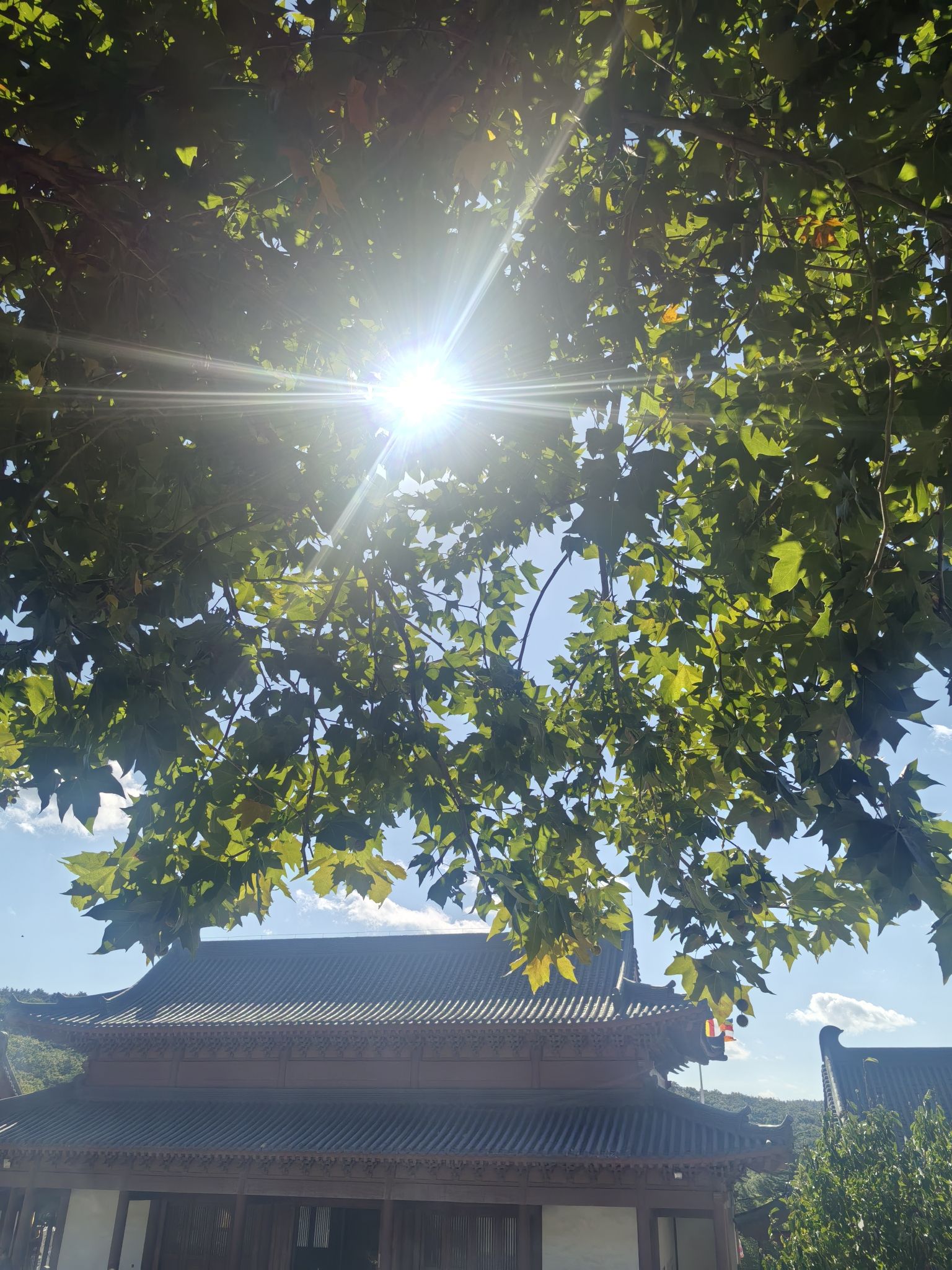 大连横山公园旅行图片 3