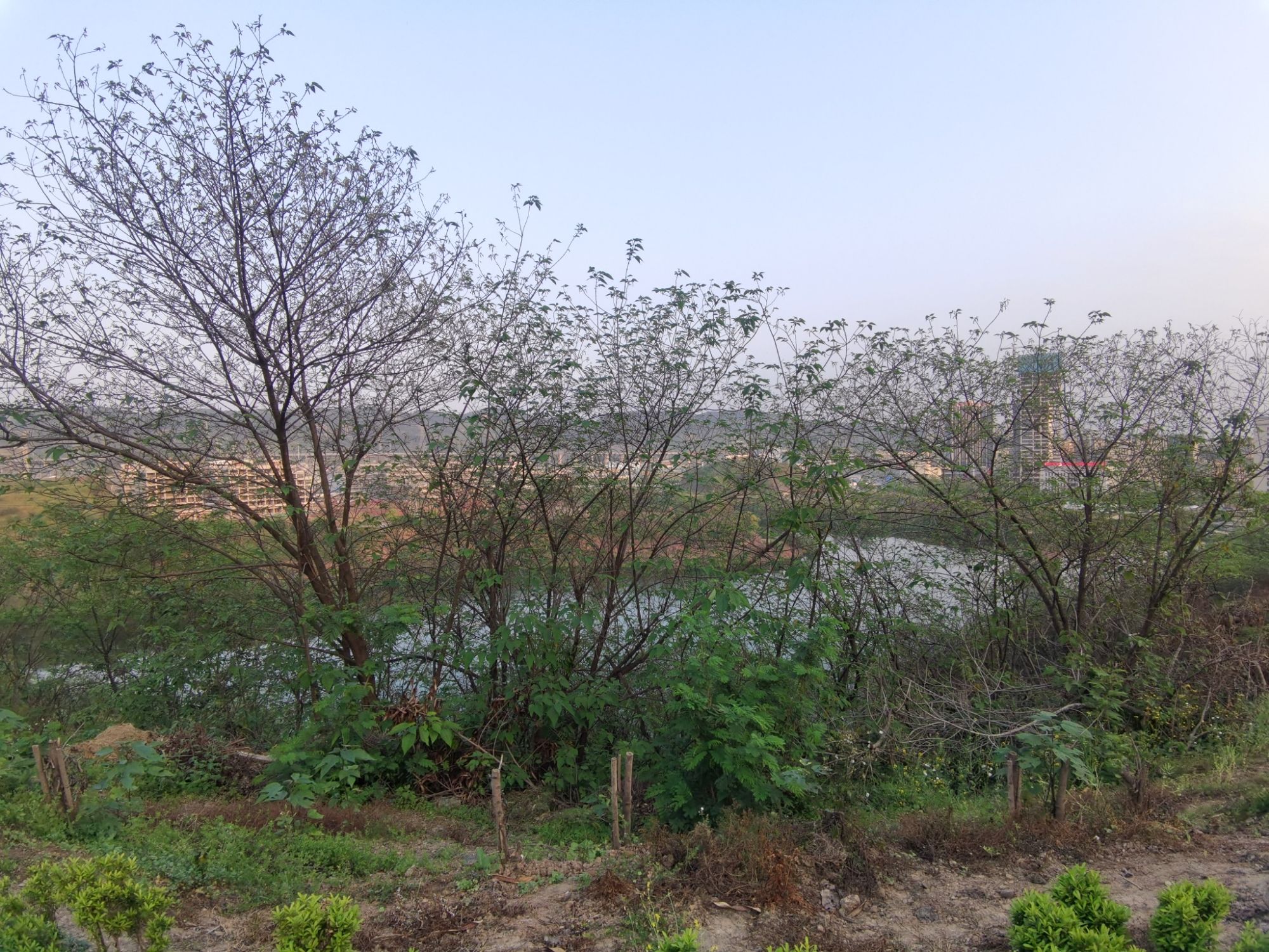 两江东湖公园旅行图片 1