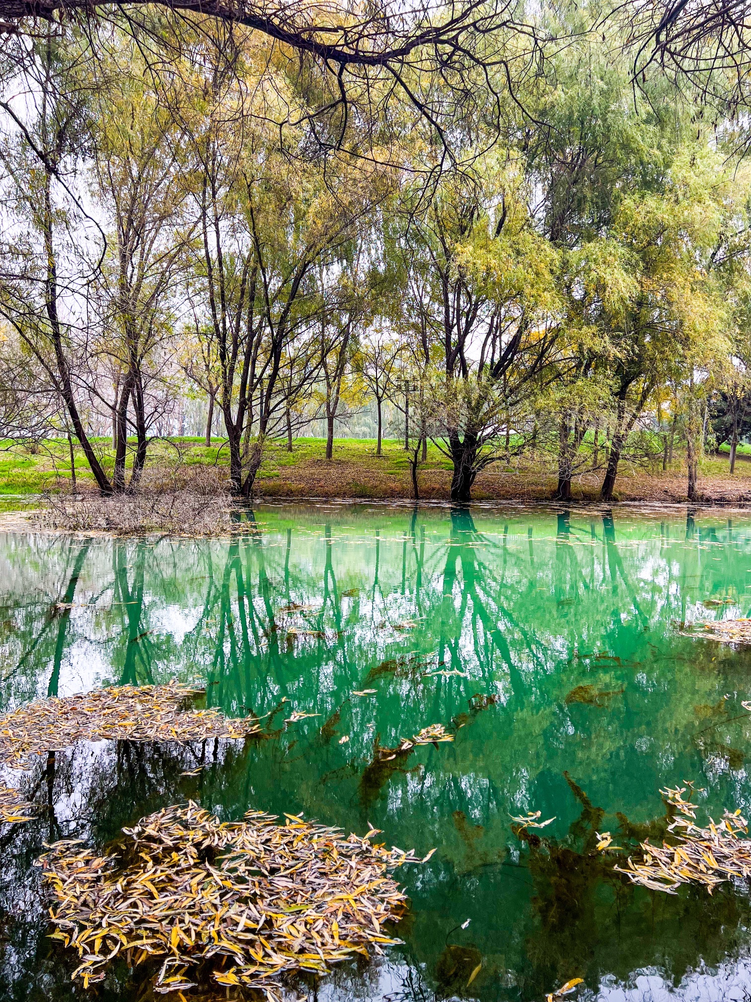 沈阳郎朗钢琴广场旅行图片 1