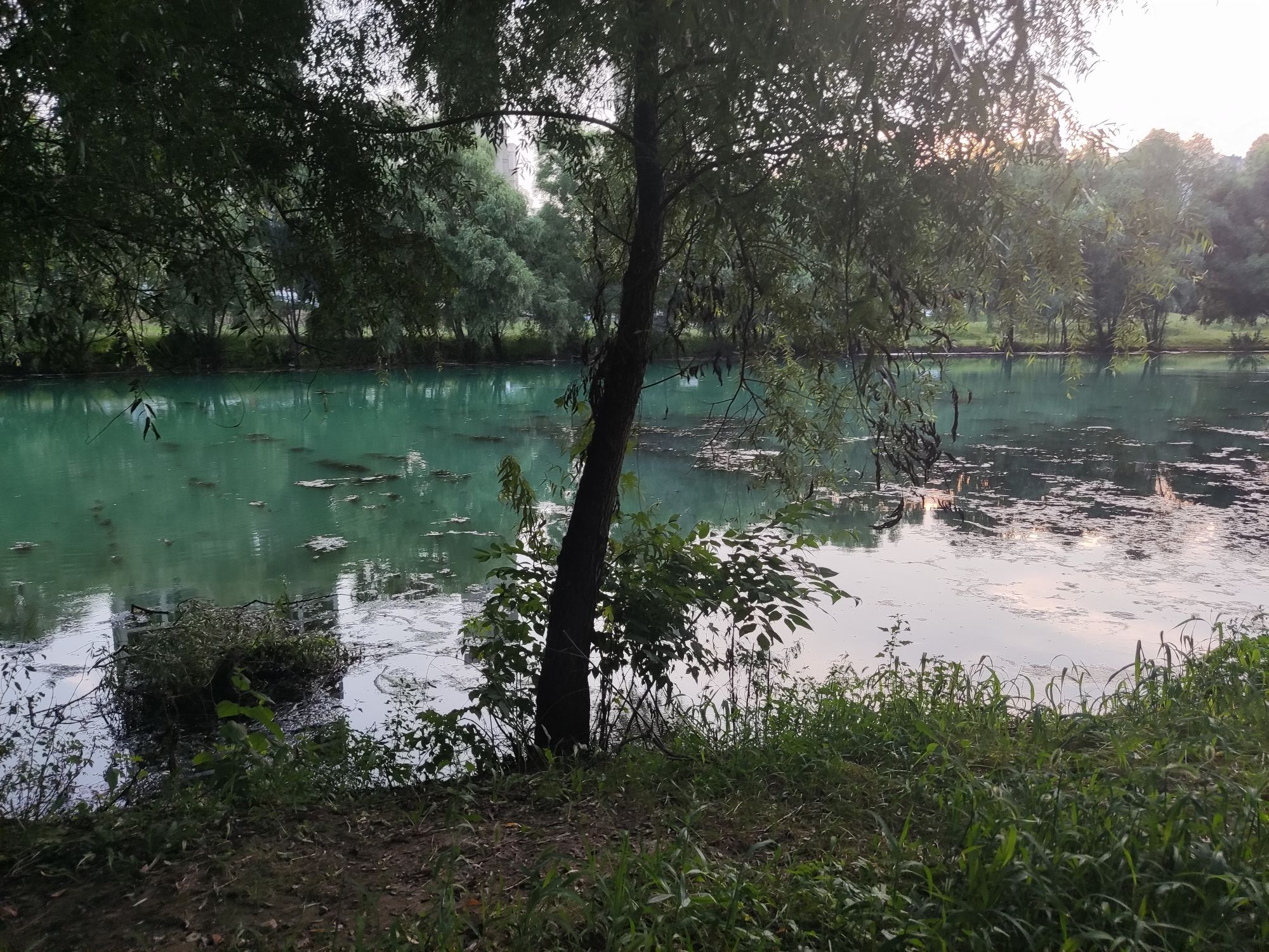 沈阳郎朗钢琴广场旅行图片 3