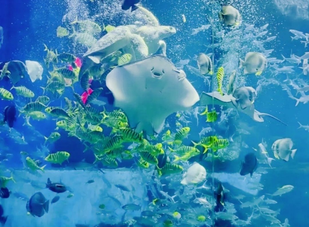 赣州极地海洋世界旅行图片 2