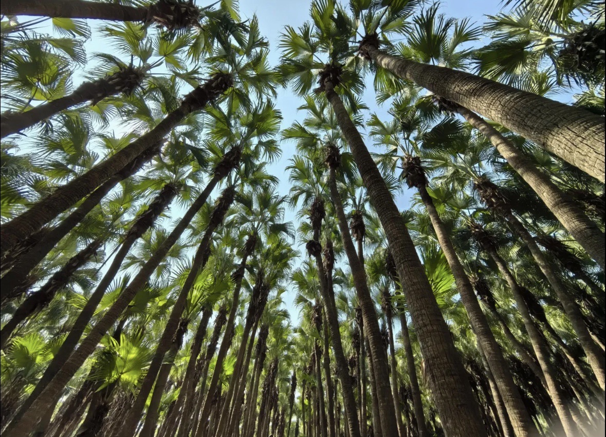 南坦葵林生态湿地公园旅行图片 3