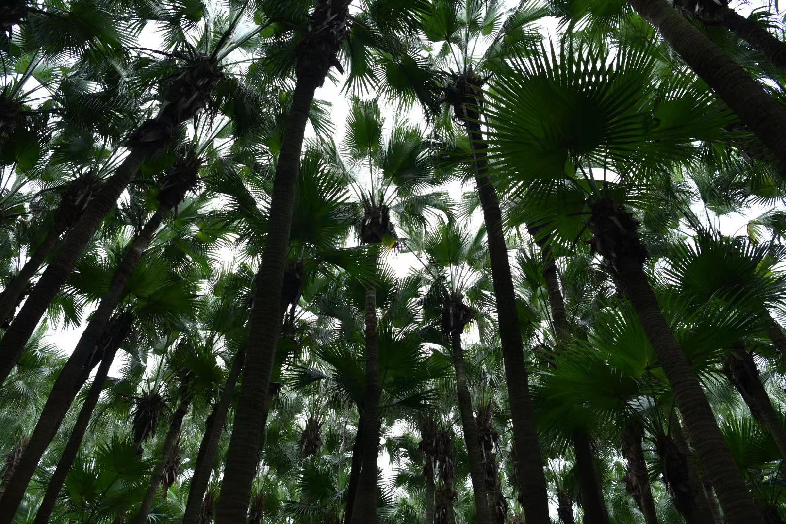 南坦葵林生态湿地公园旅行图片 3