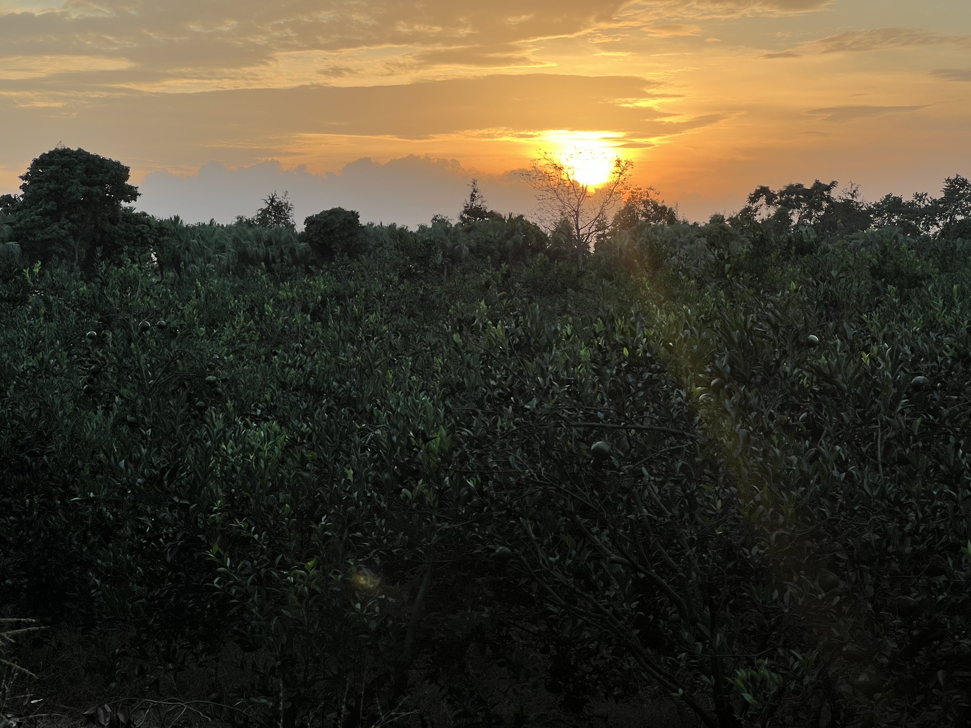 南坦葵林生态湿地公园旅行图片 2